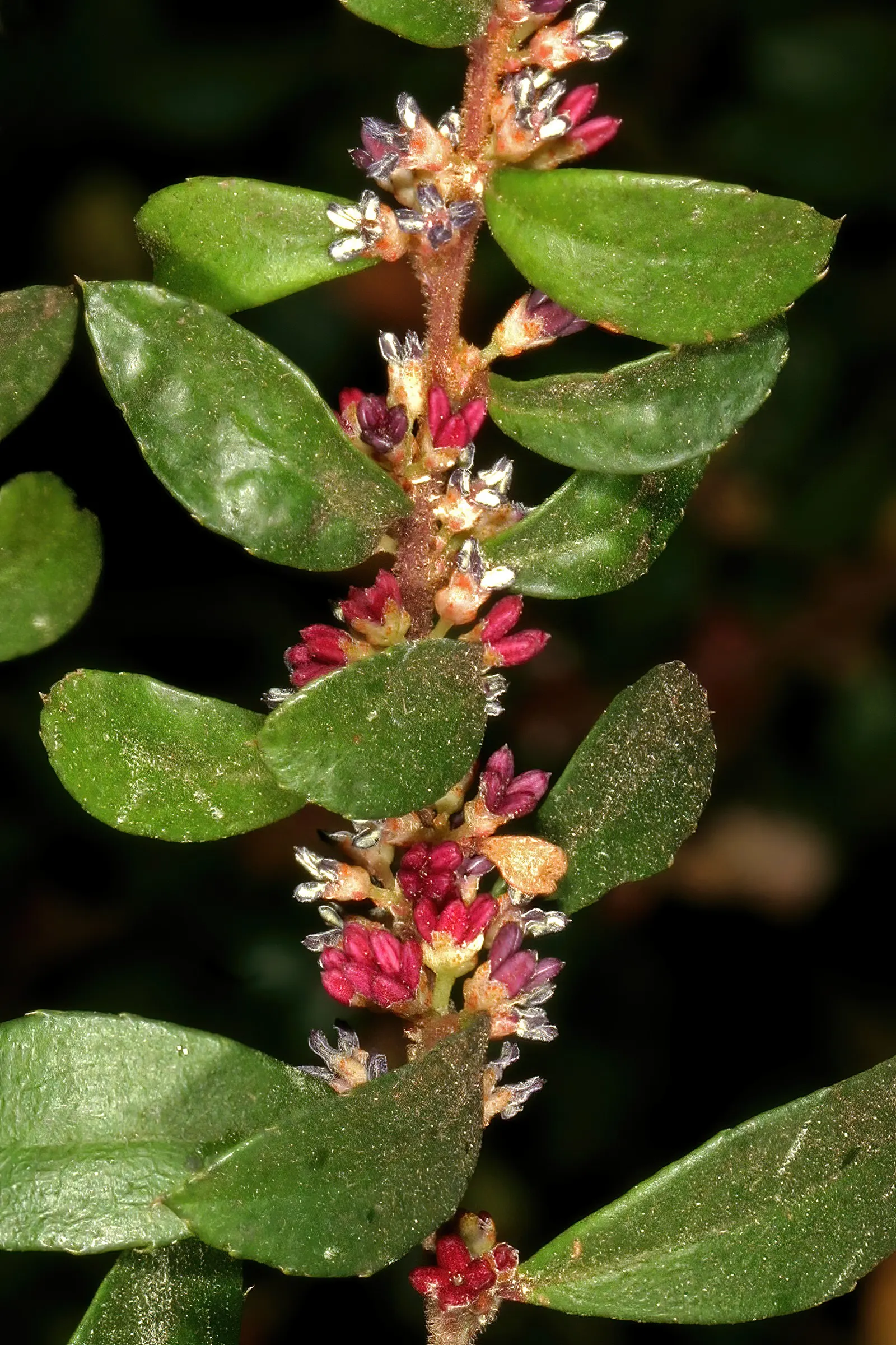 African Boxwood (Myrsine Africana) — While it tolerates a range of soil types; consistent watering during the first growing season is crucial to, image 51