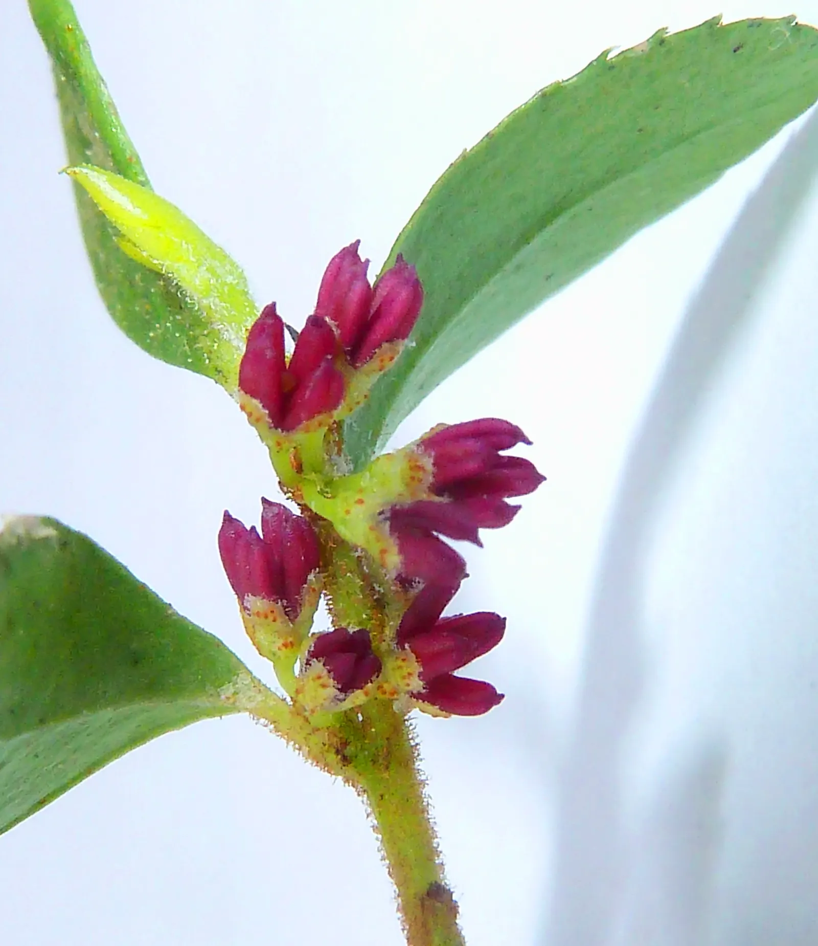 African Boxwood (Myrsine Africana) — While it tolerates a range of soil types