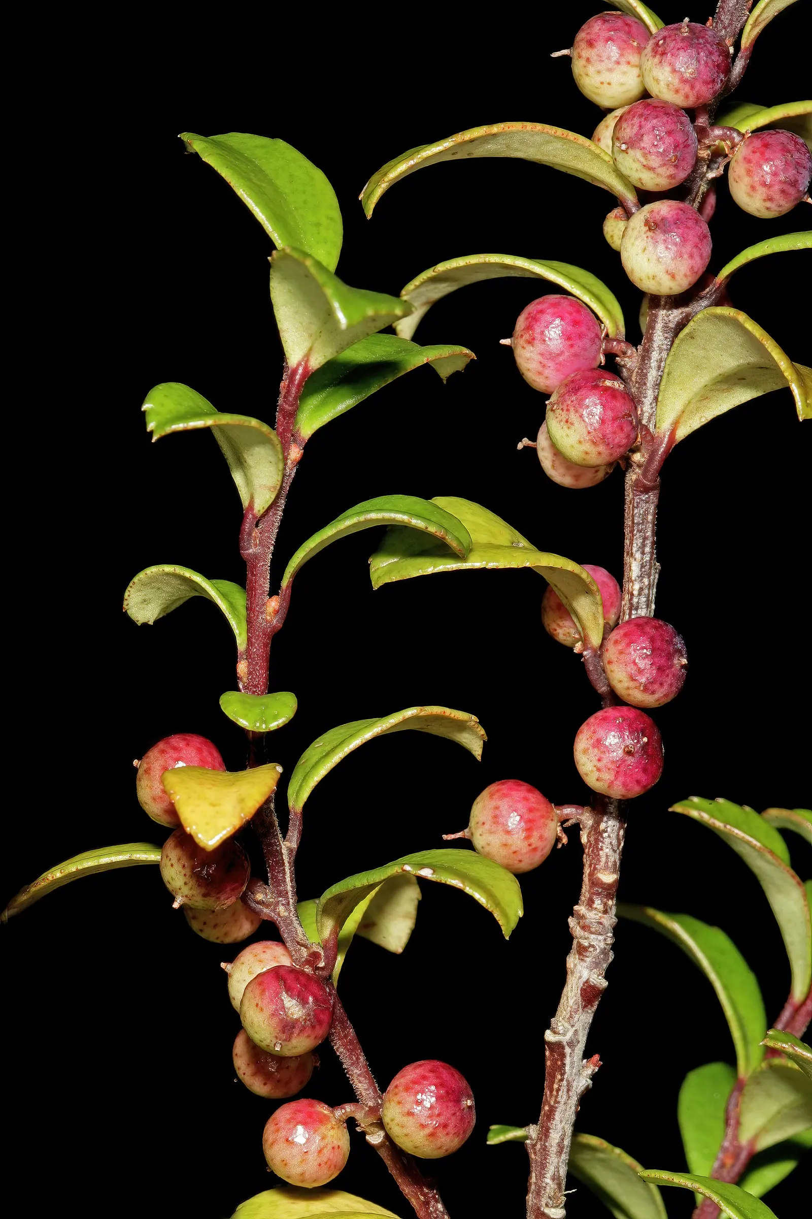 African Boxwood (Myrsine Africana) — consistent watering during the first growing season is crucial to ensure a strong root system; the African Boxwood is
