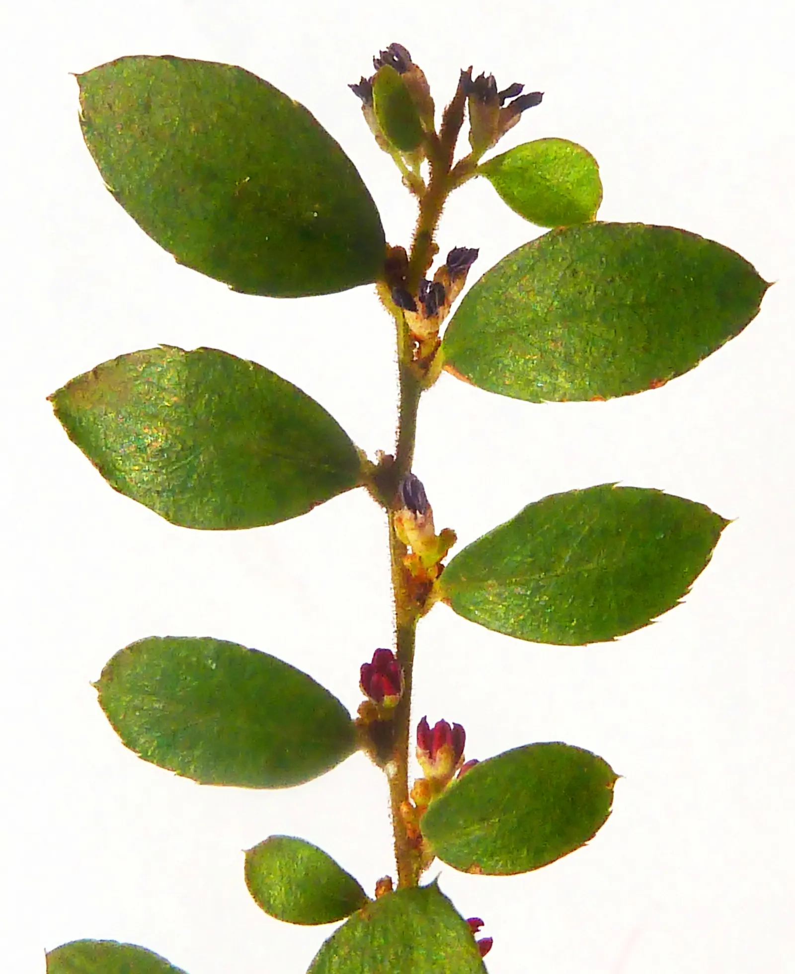 African Boxwood (Myrsine Africana) — it prospers best when situated in a location that receives full sun to partial shade