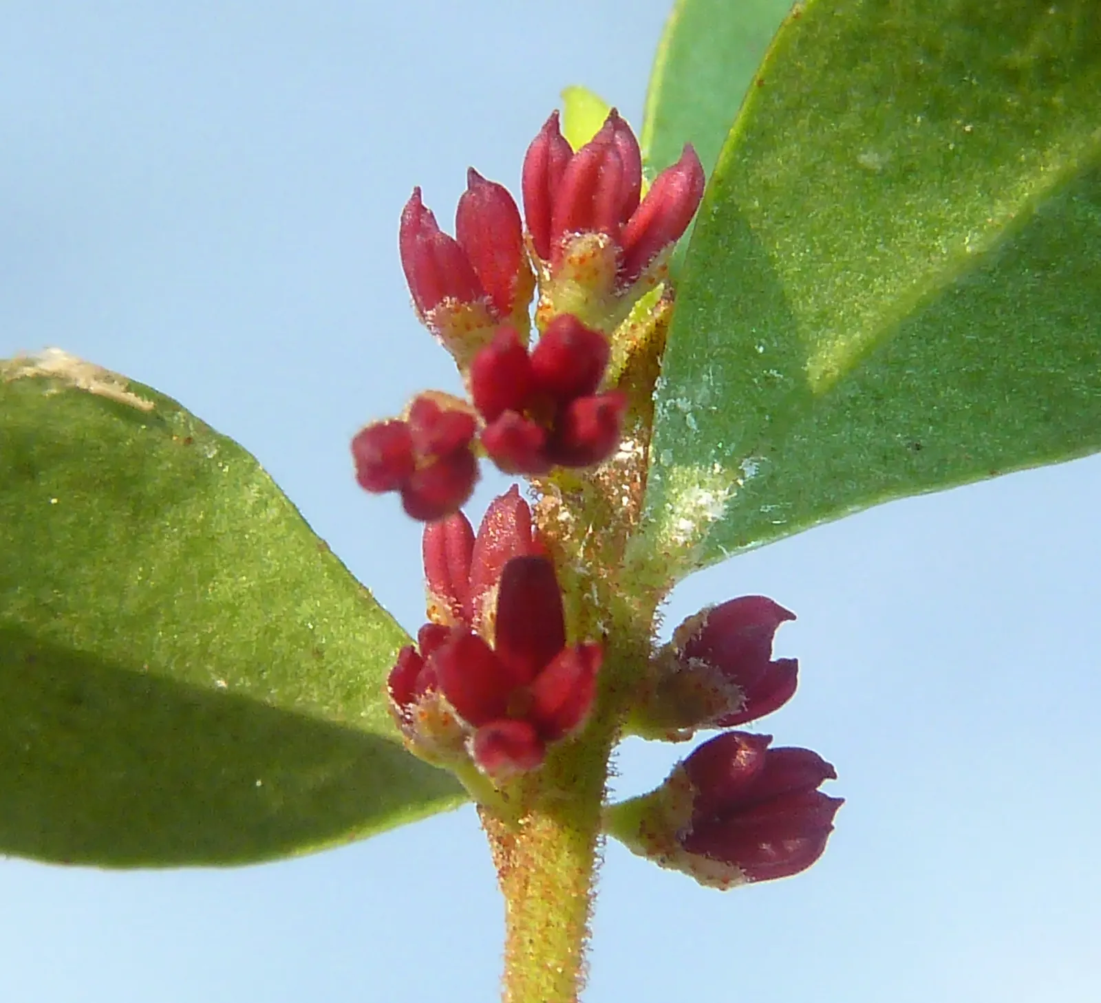 African Boxwood (Myrsine Africana) — which are 0.5 to 1 inch long