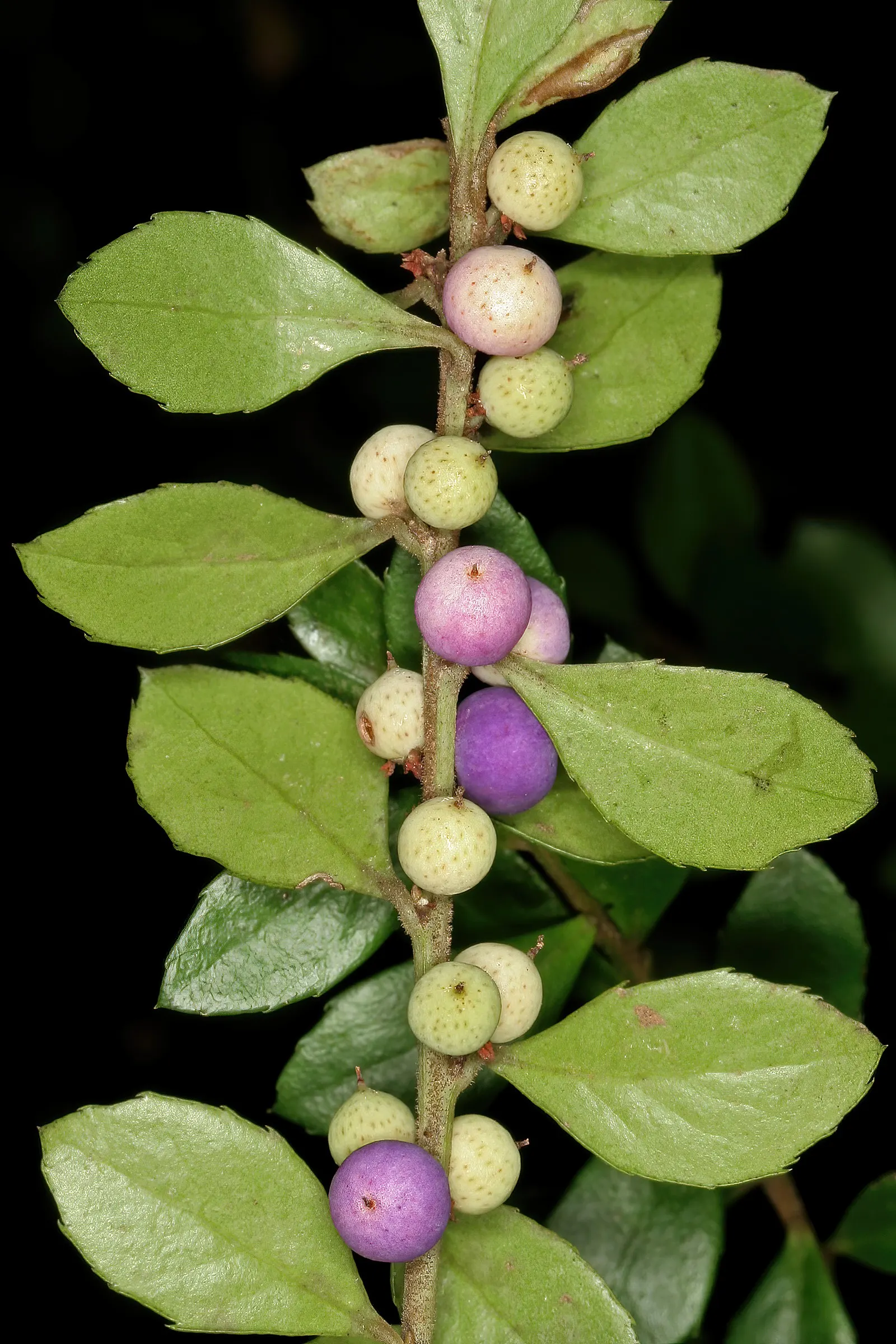 African Boxwood (Myrsine Africana) — shrub for full or half; combined with its visual charm and functional form