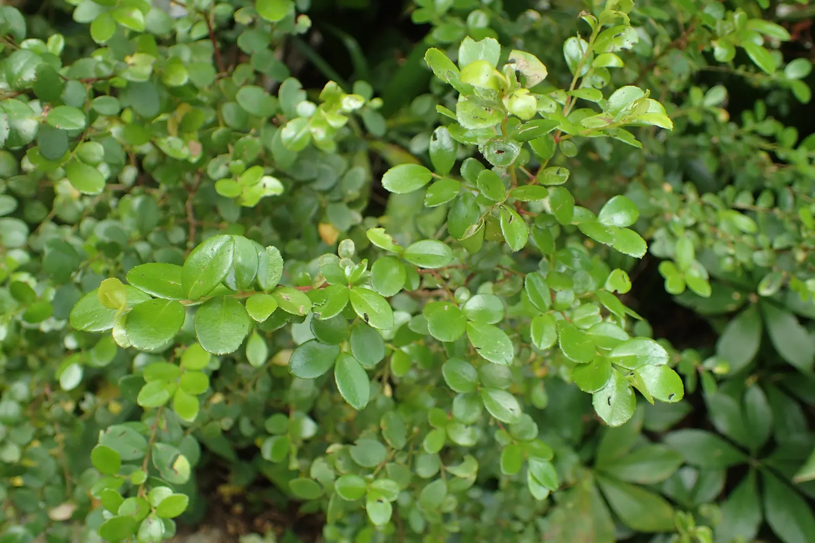 African Boxwood (Myrsine Africana) — Hardy and adaptable, this shrub provides year-round greenery in formal or informal landscape settings