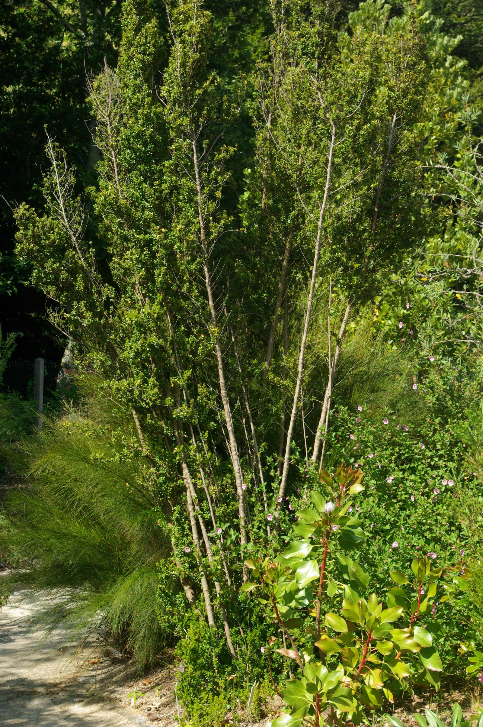 African Boxwood (Myrsine Africana) — is an evergreen shrub that offers a lush addition to any garden with its dense and compact growth habit, image 47