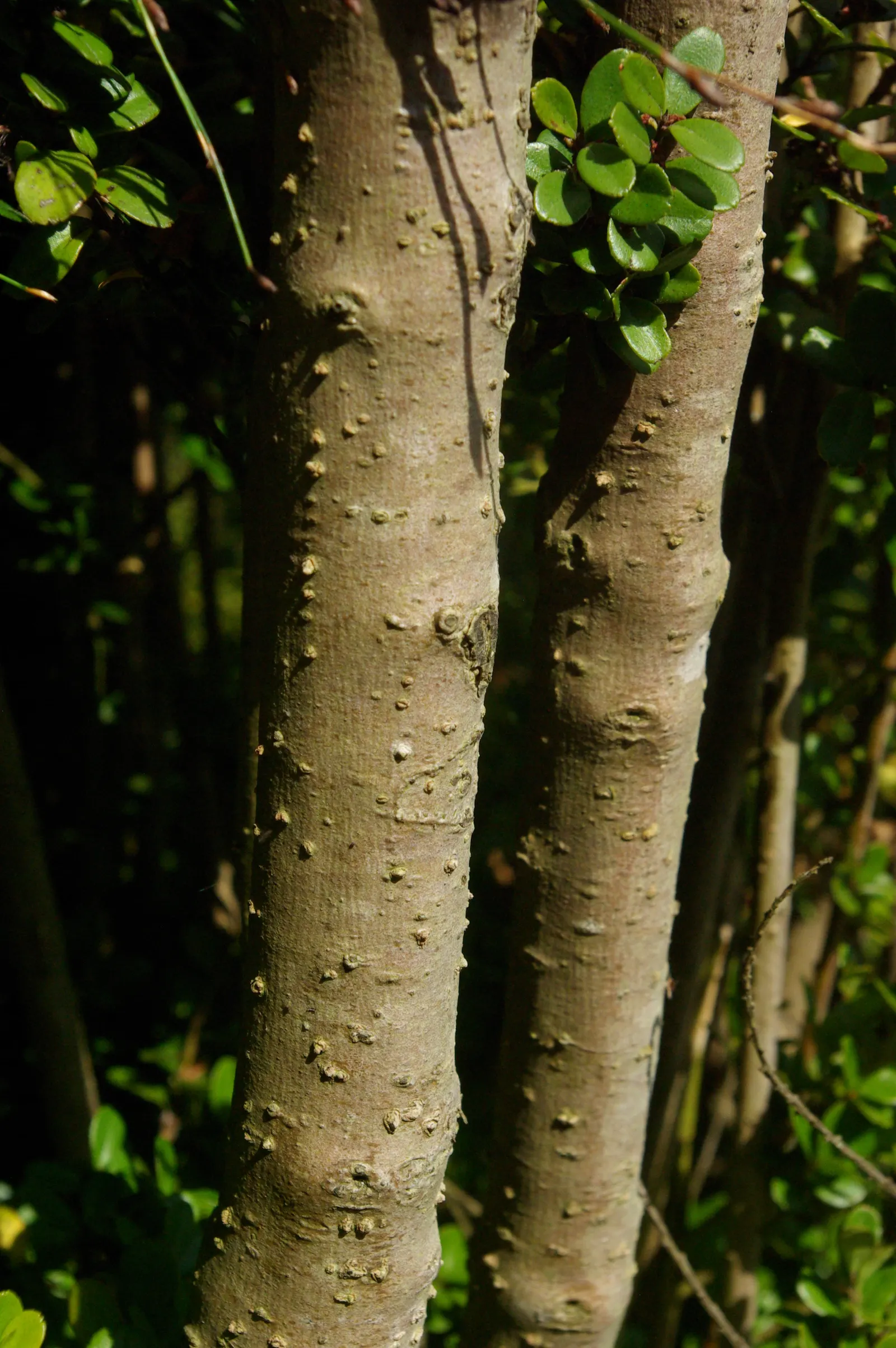 African Boxwood (Myrsine Africana) — makes Myrsine africana a smart choice for a variety of landscape applications