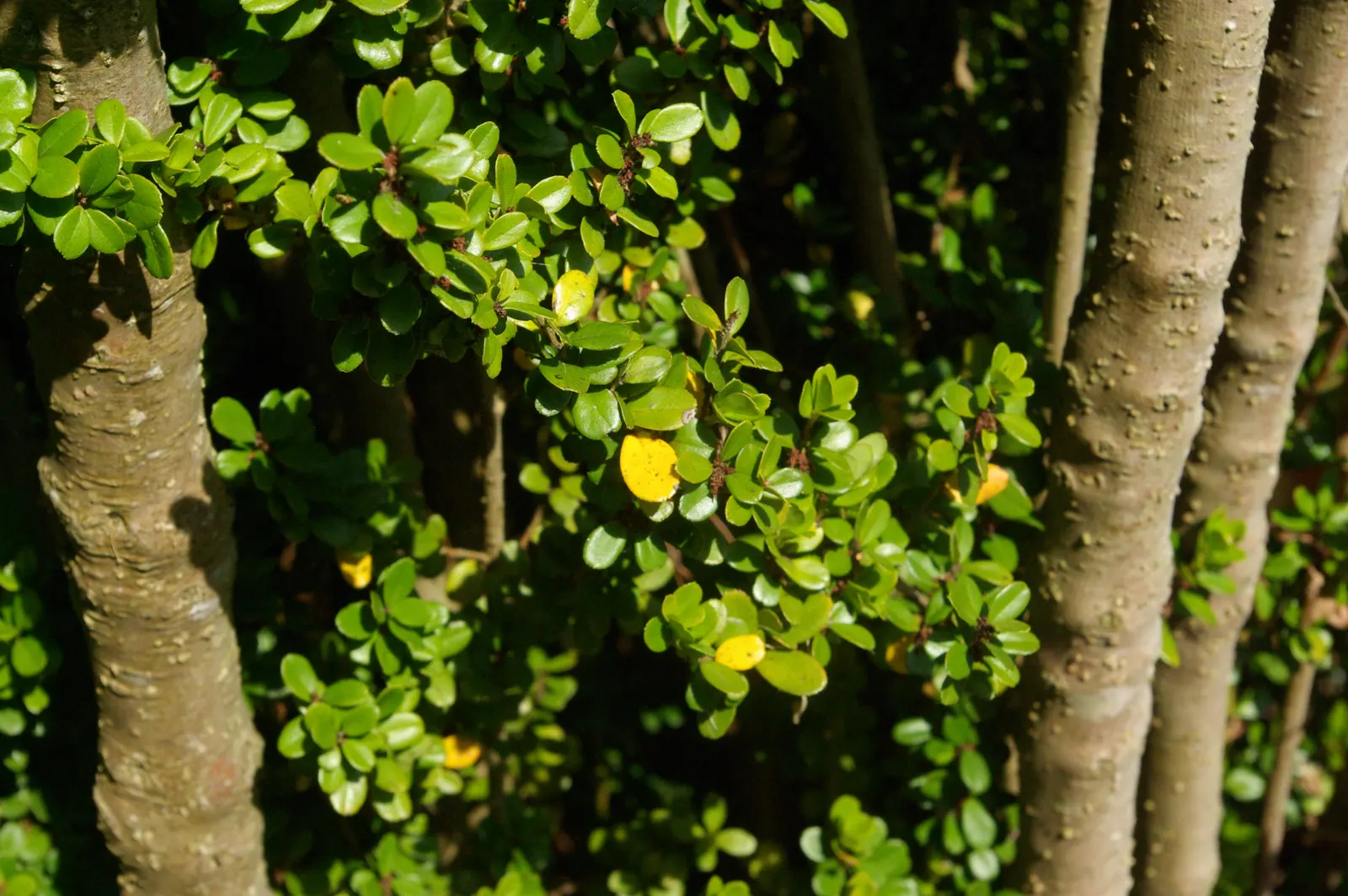 African Boxwood (Myrsine Africana) — While it tolerates a range of soil types; consistent watering during the first growing season is crucial to ensure a
