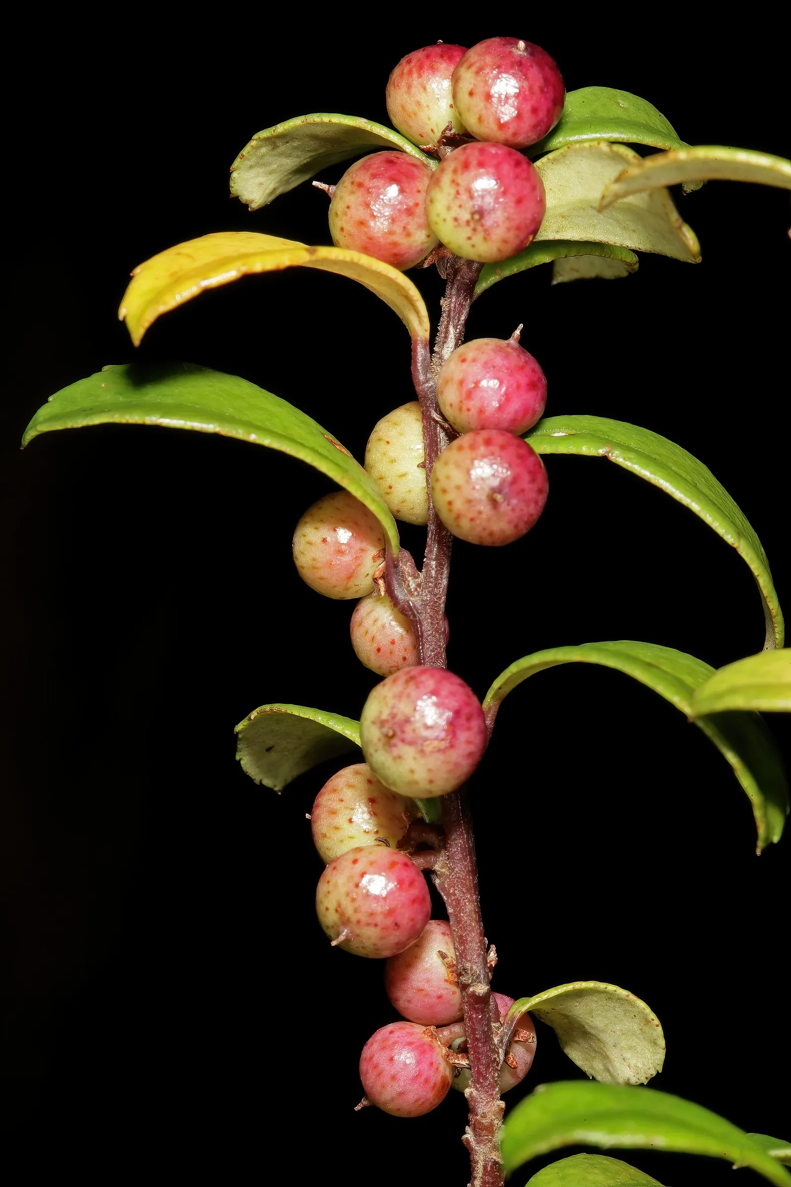 African Boxwood (Myrsine Africana) — Small, inconspicuous flowers add subtle interest; makes Myrsine africana a smart choice for a variety of, image 43