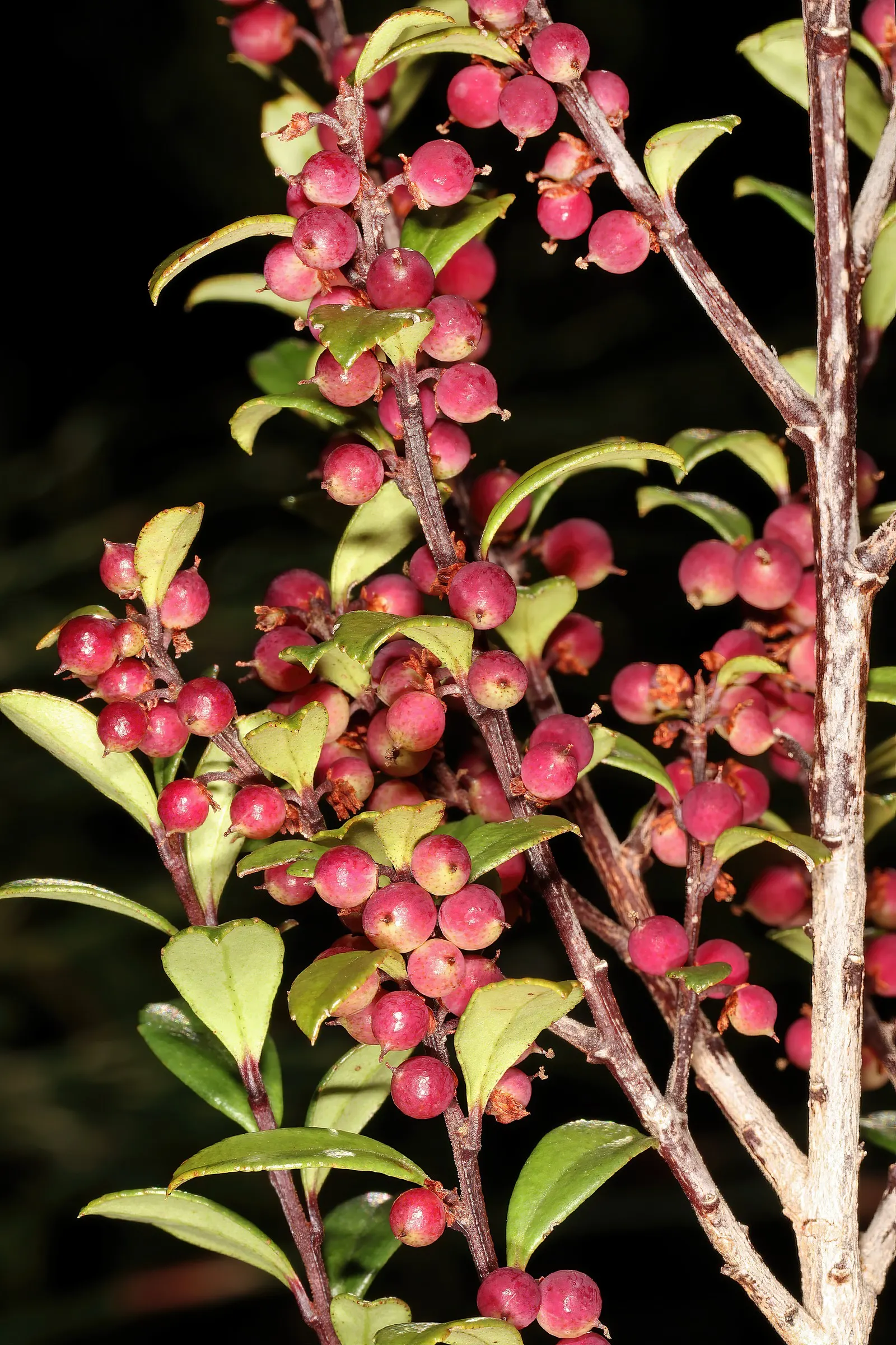 African Boxwood (Myrsine Africana) — shrub for full or half