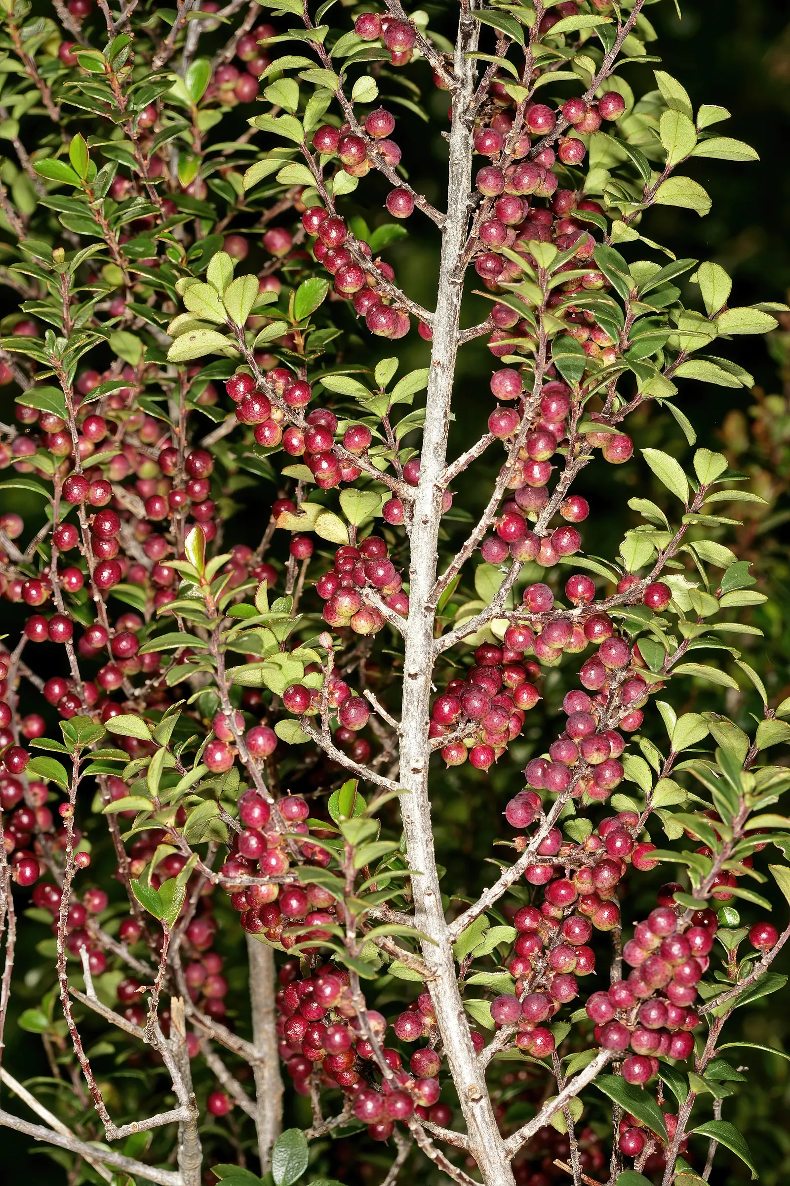 African Boxwood (Myrsine Africana) — commonly known as African Boxwood; adding evergreen beauty year-round