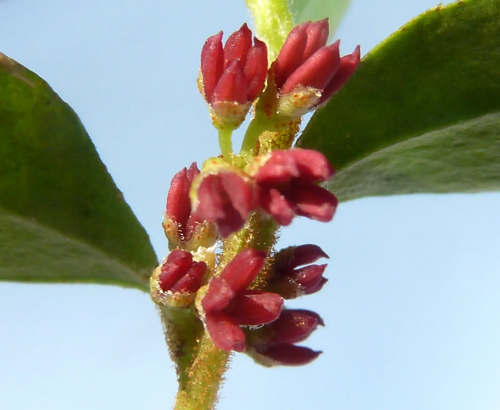 African Boxwood (Myrsine Africana) — which adds to its appeal for gardeners seeking a low-maintenance yet robust plant