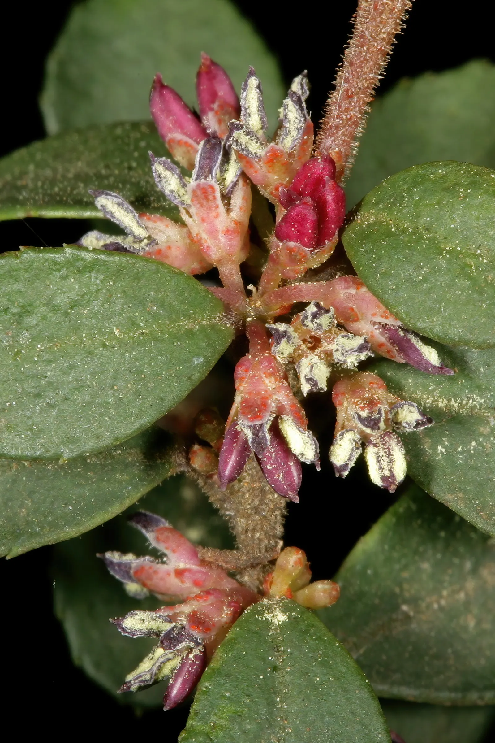 African Boxwood (Myrsine Africana) — Often reaching 4-6 feet in height and spread, its dense, fine-textured foliage is perfect for hedging; while, image 42