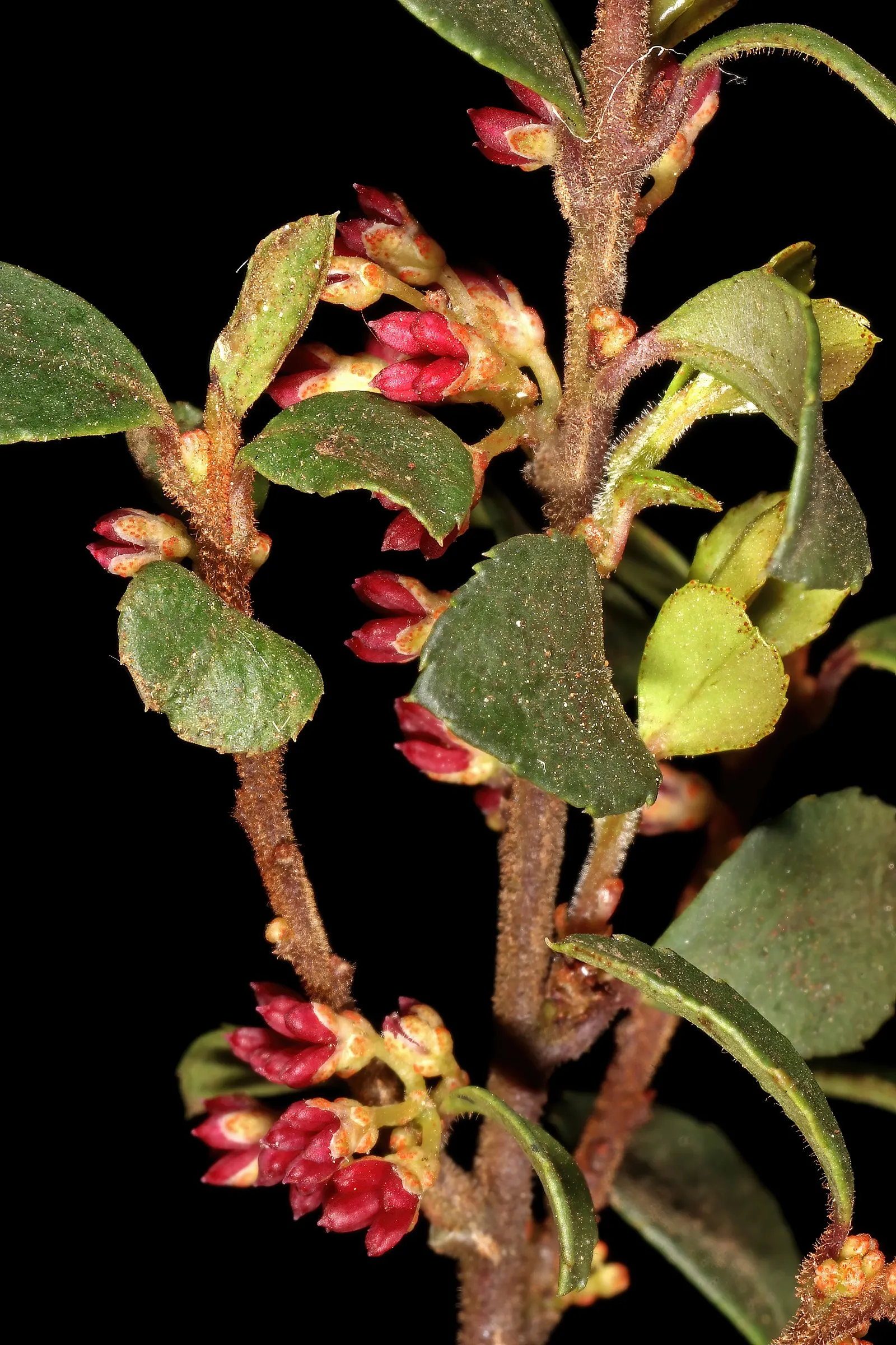 African Boxwood (Myrsine Africana) — adding evergreen beauty year-round; which are 0.5 to 1 inch long