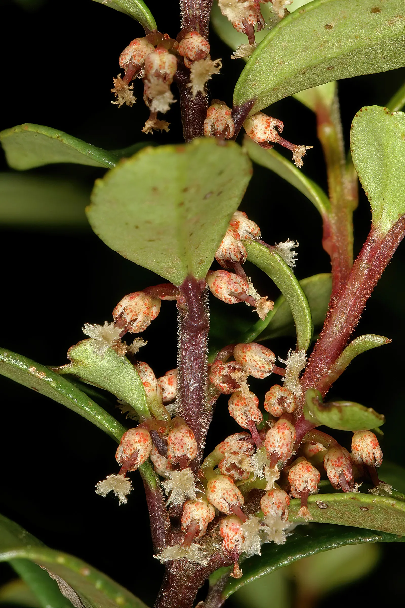 African Boxwood (Myrsine Africana) — The African Boxwood is resistant to most pests and diseases; often reaching 4-6 feet in height and spread, its dense
