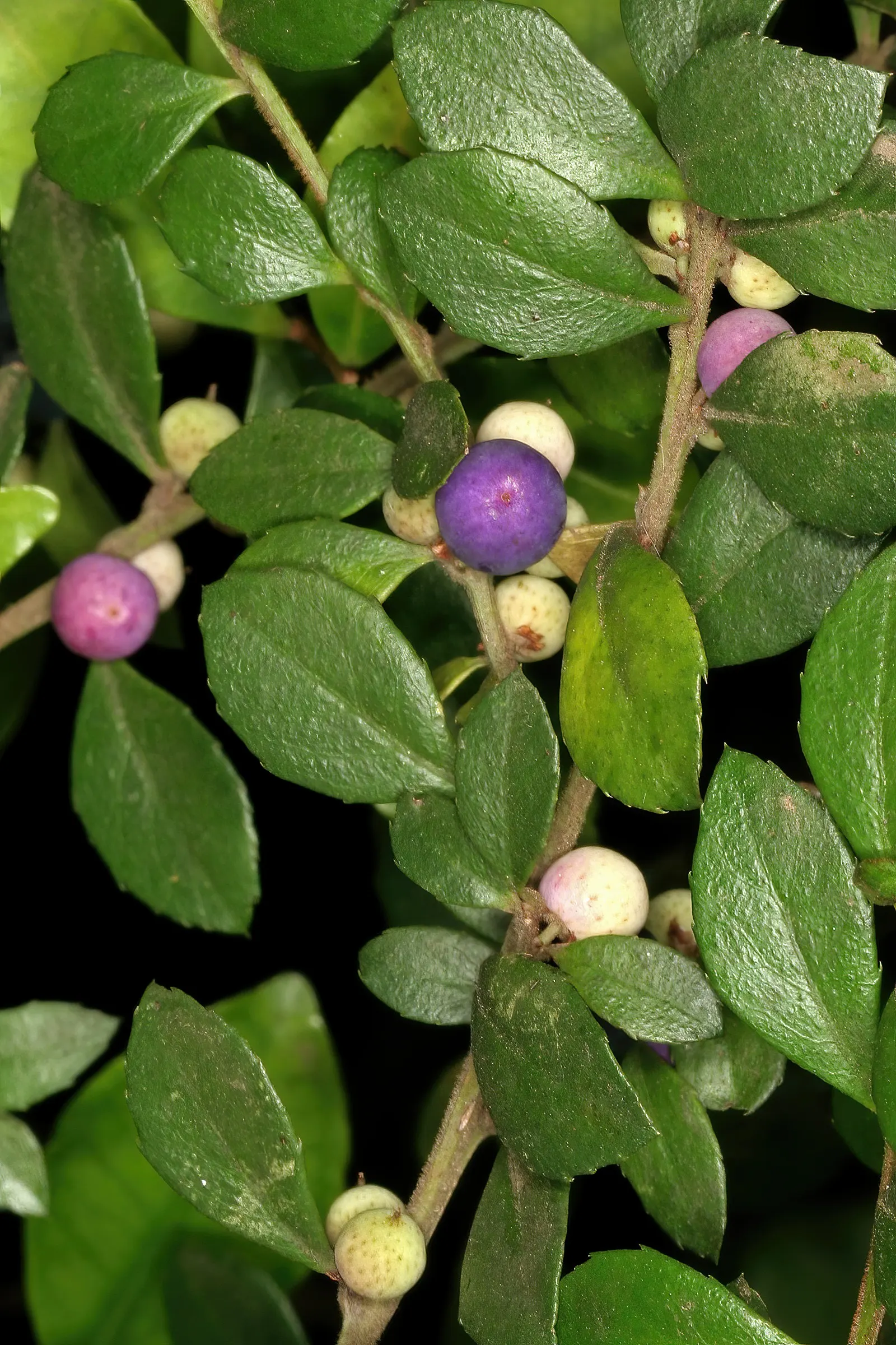 African Boxwood (Myrsine Africana) — Often reaching 4-6 feet in height and spread, its dense, fine-textured foliage is perfect for hedging; while it tolerates