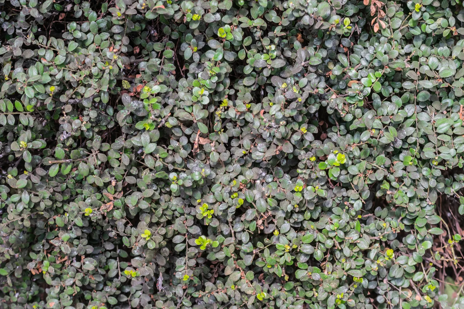 African Boxwood (Myrsine Africana) — this versatile plant serves well as a low hedge or container specimen