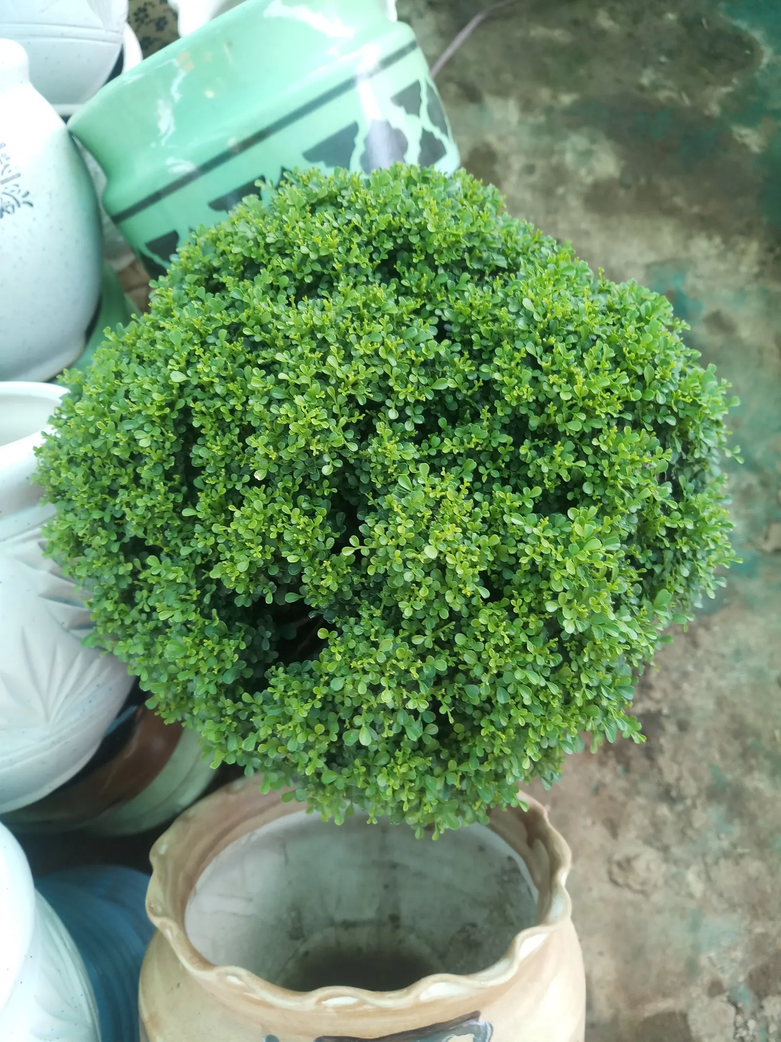 African Boxwood (Myrsine Africana) — Small, inconspicuous flowers add subtle interest