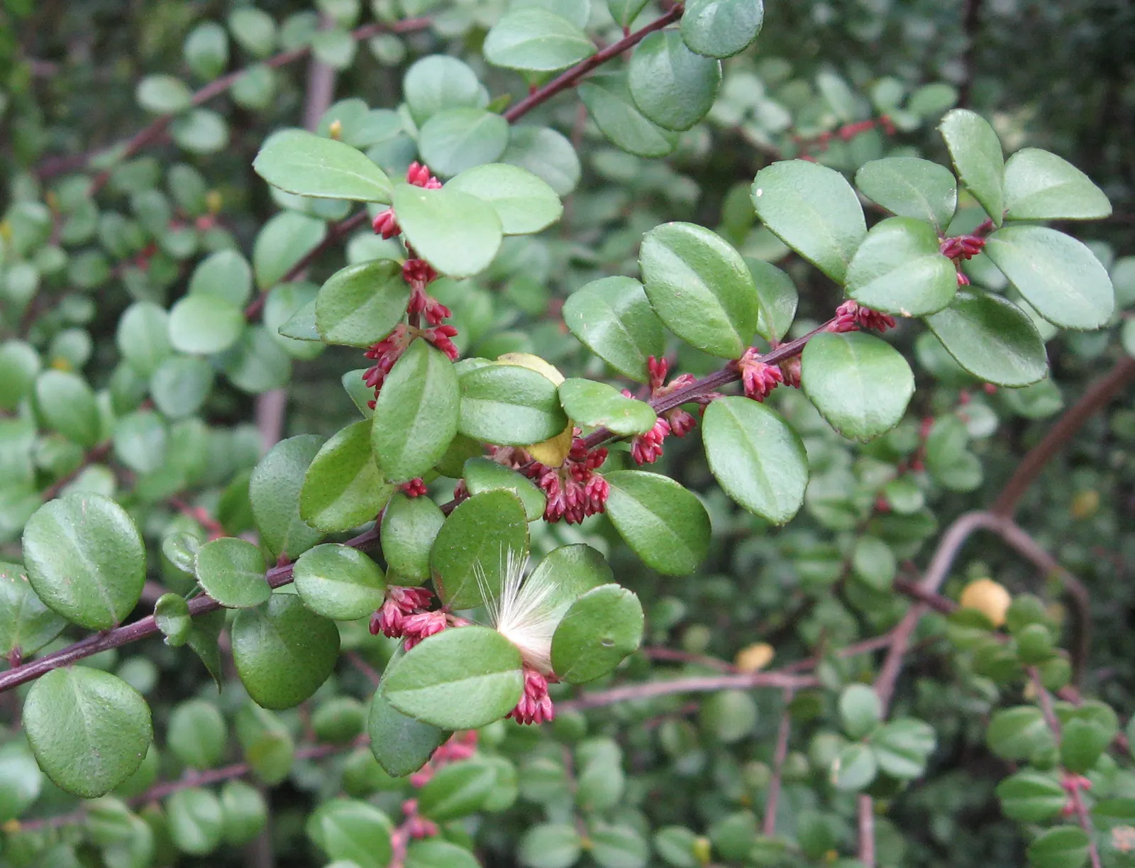 African Boxwood (Myrsine Africana) — African Boxwood (Myrsine africana) is a versatile evergreen shrub, thriving in USDA zones 9-11