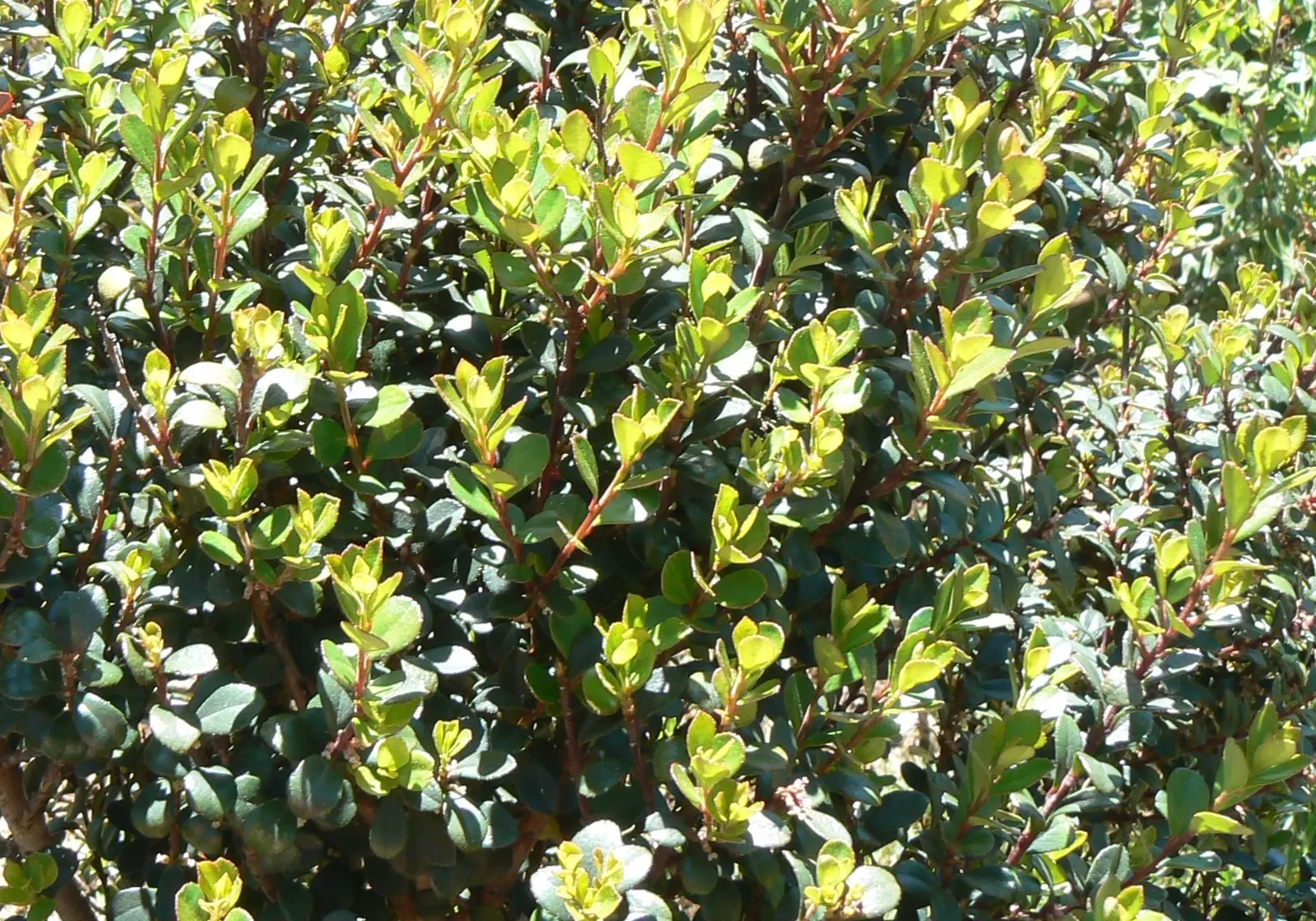 African Boxwood (Myrsine Africana) — is an evergreen shrub that offers a lush addition to any garden with its dense and compact growth habit