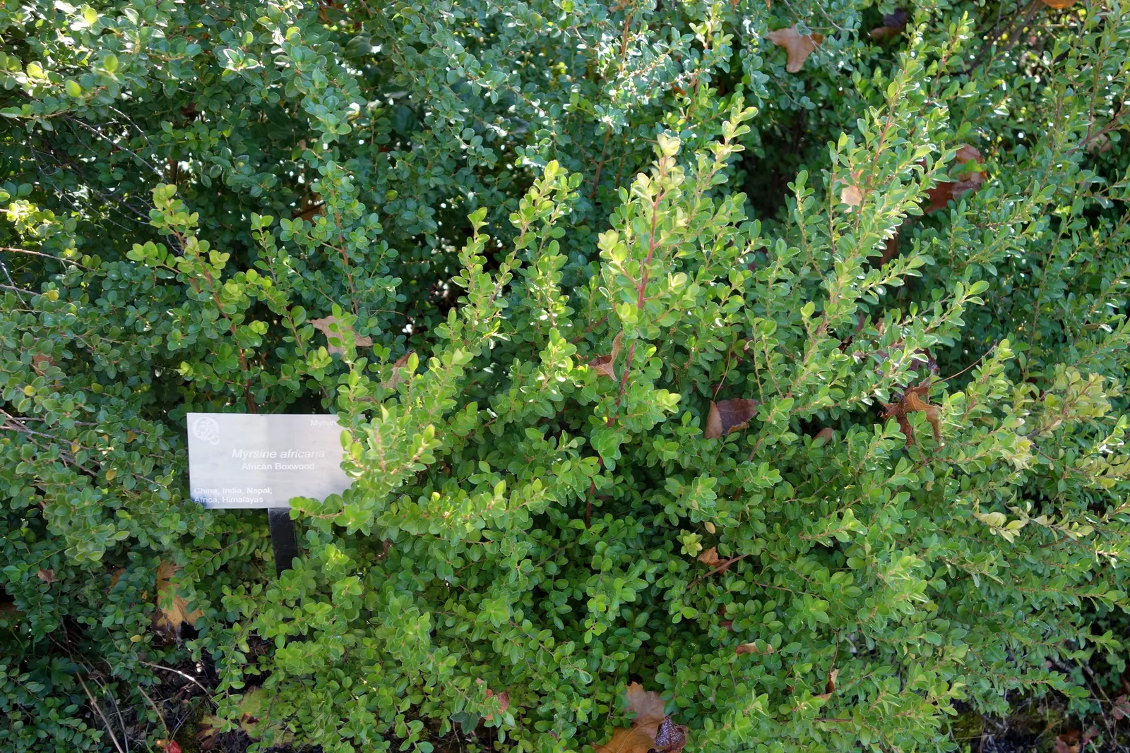 African Boxwood (Myrsine Africana) — commonly known as African Boxwood