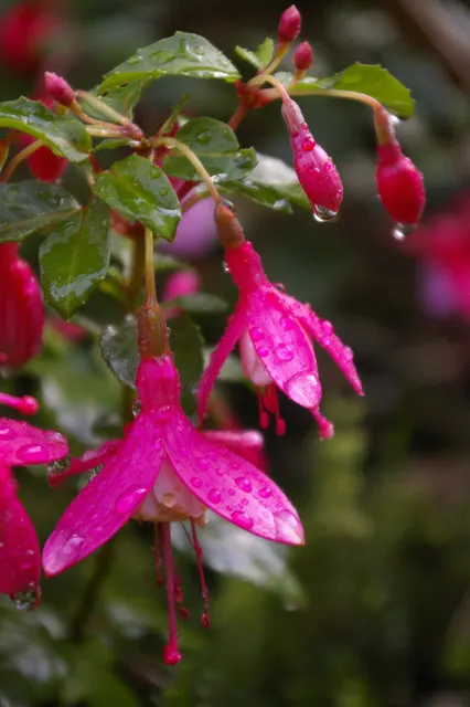 Hardy Fuchsia (Fuchsia Magellanica) — Prefers partial shade and moist, well-drained soil, image 86