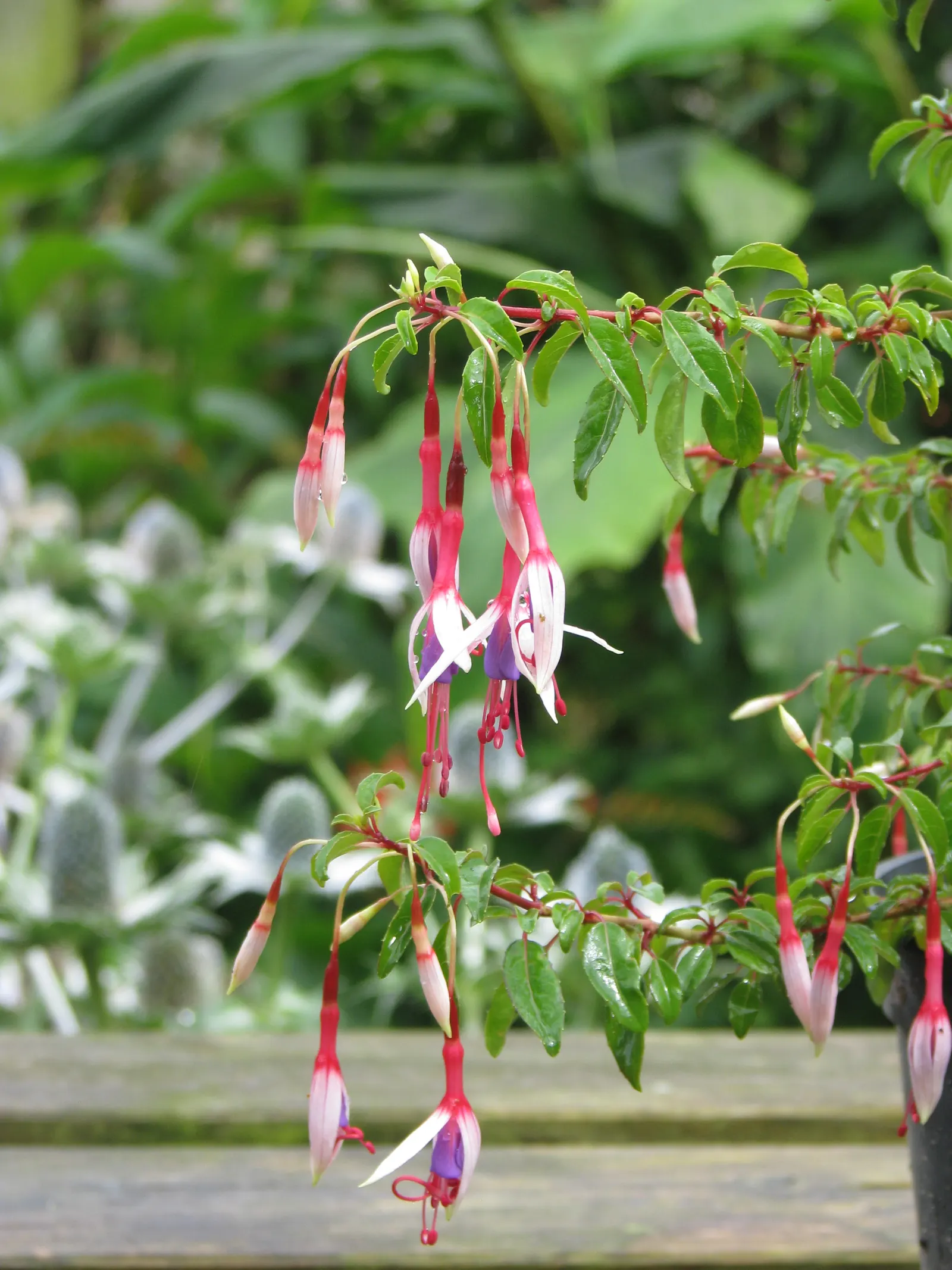 Hardy Fuchsia (Fuchsia Magellanica) — bloom profusely from summer to fall; multi-colored and purple and red flowers in the garden, image 85
