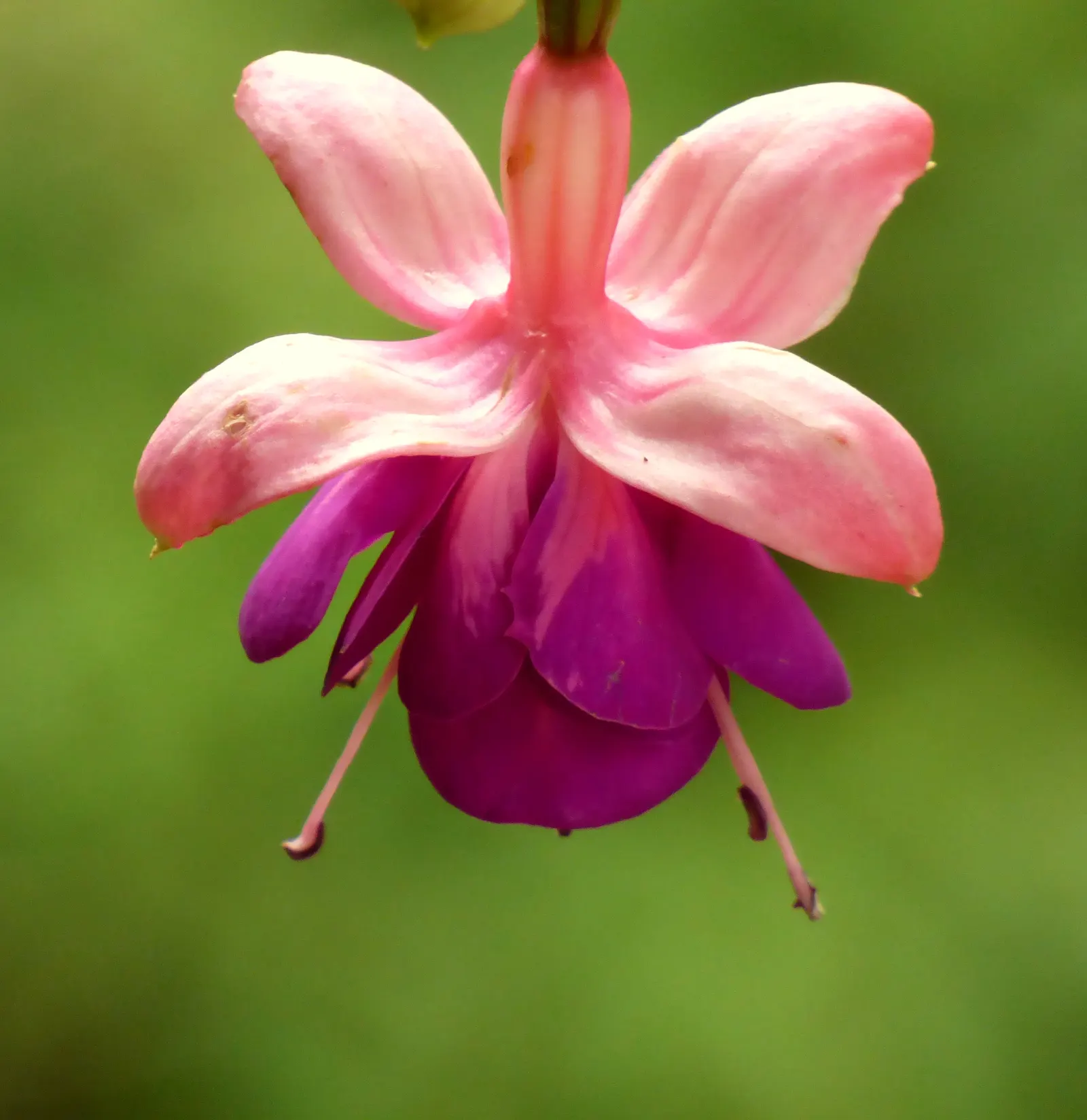 Hardy Fuchsia (Fuchsia Magellanica) — elongated sepals that bleed into bell-shaped