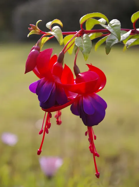 Hardy Fuchsia (Fuchsia Magellanica) — this plant attracts hummingbirds and butterflies; is a robust deciduous shrub