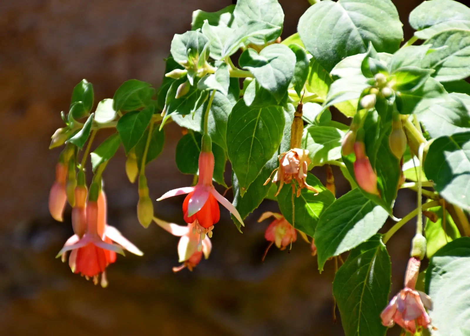 Hardy Fuchsia (Fuchsia Magellanica) — The Hardy Fuchsia (Fuchsia magellanica) is a resilient, deciduous shrub, flourishing in zones 6-9
