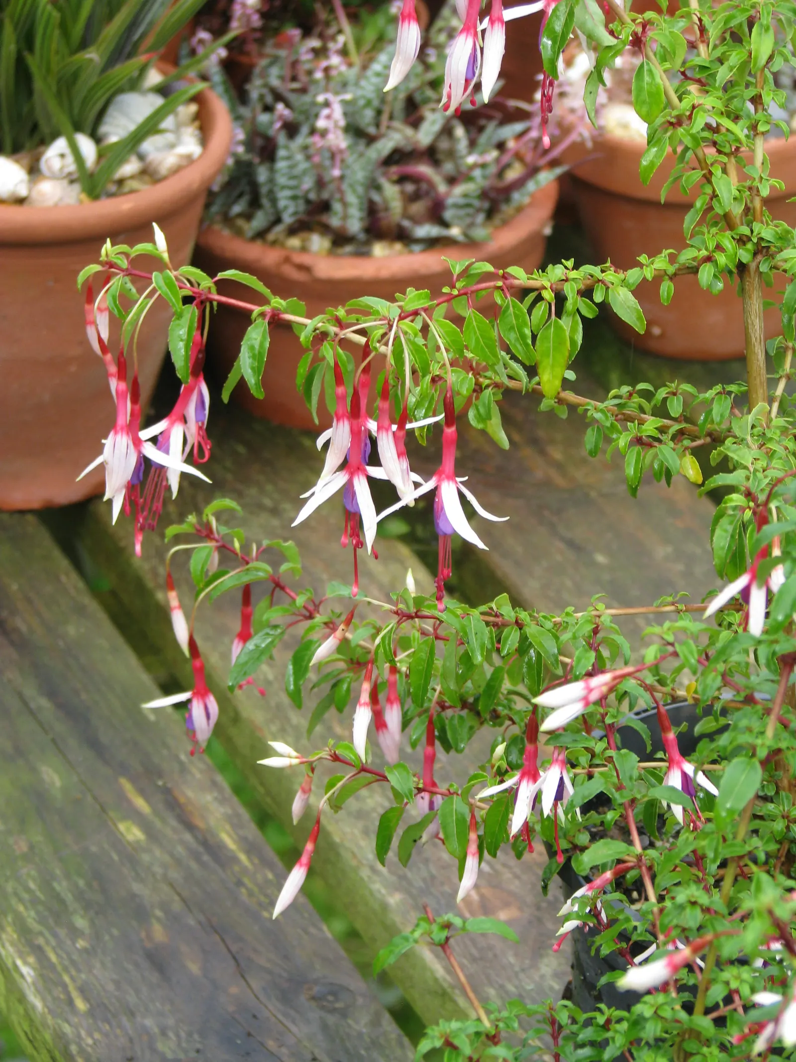 Hardy Fuchsia (Fuchsia Magellanica) — bloom profusely from summer to fall; multi-colored and purple and red flowers in the garden, image 58