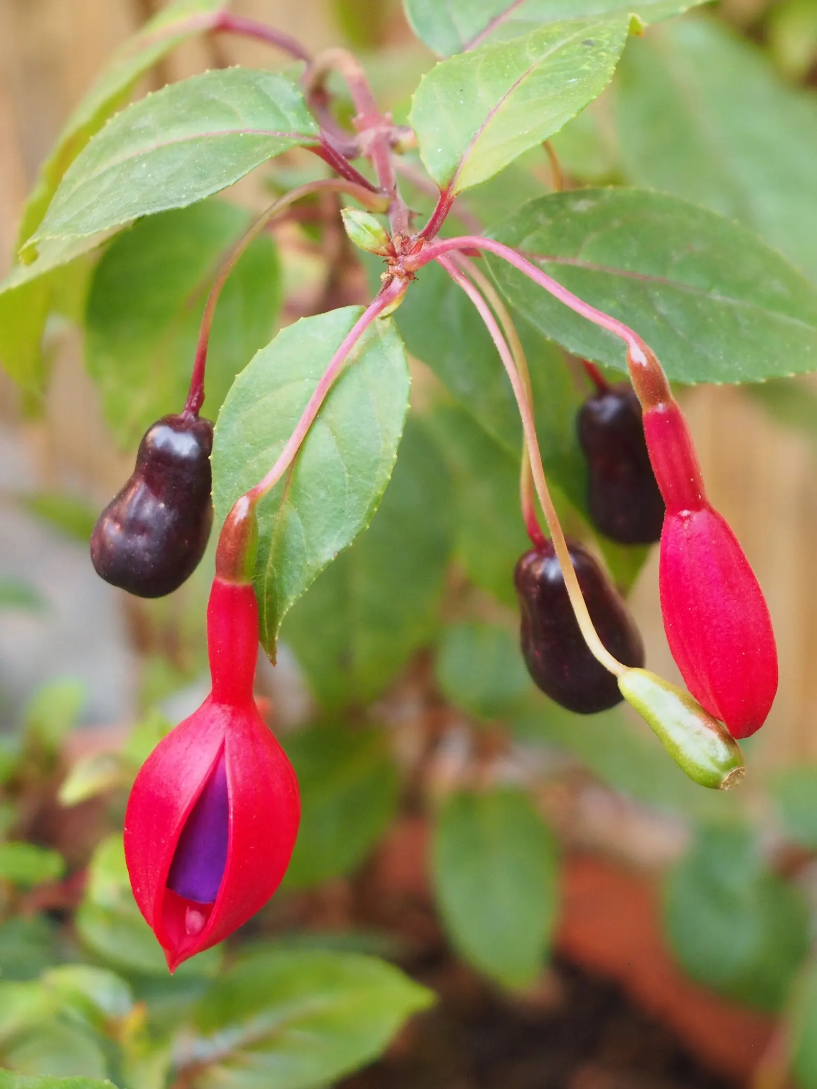 Hardy Fuchsia (Fuchsia Magellanica) — showing notable cold hardiness.<br><br>The plant exhibits slender, image 68