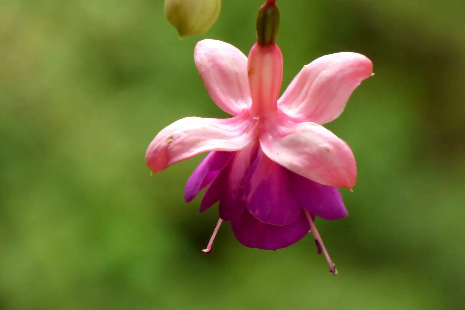 Hardy Fuchsia (Fuchsia Magellanica) — perennial / shrub for half or shade; hardy Fuchsia makes for a captivating addition to any garden design