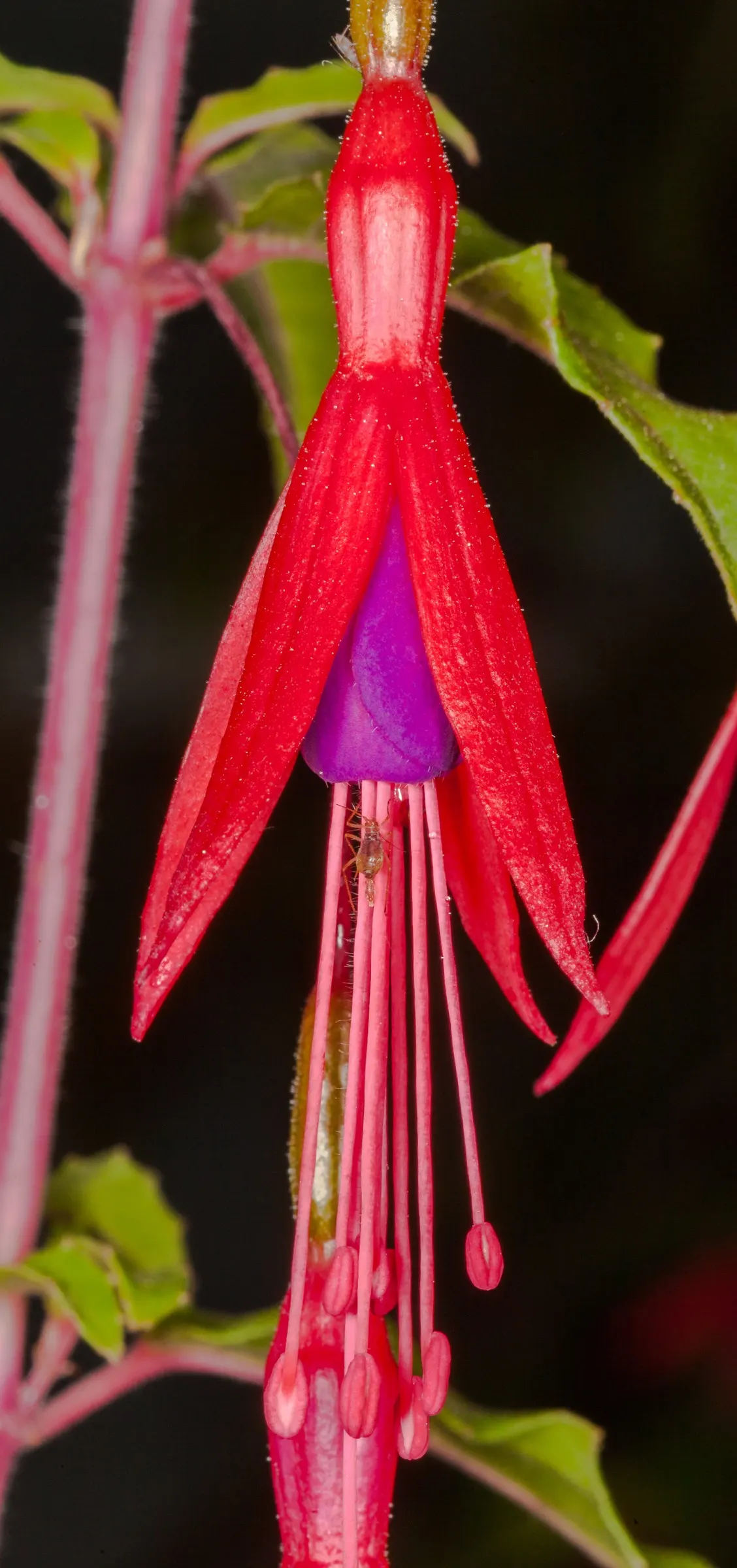 Hardy Fuchsia (Fuchsia Magellanica) — arching branches with small lance-shaped leaves that are approximately 1 to 3 inches in length; this plant, image 69