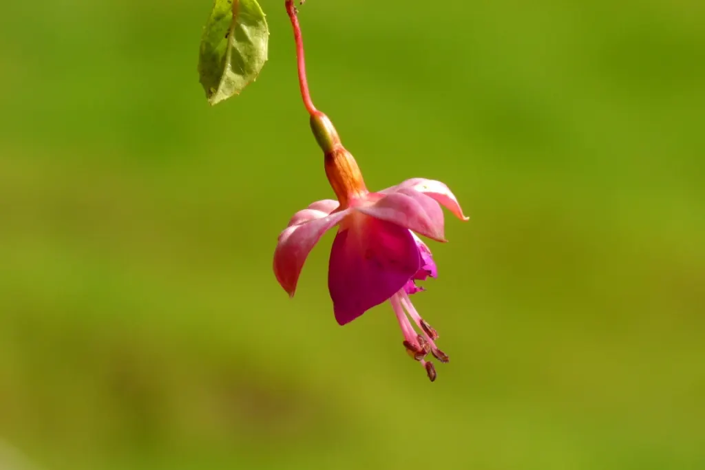Hardy Fuchsia (Fuchsia Magellanica) — celebrated for its graceful; this resilient species thrives in USDA Hardiness Zones 6 to 9, image 64