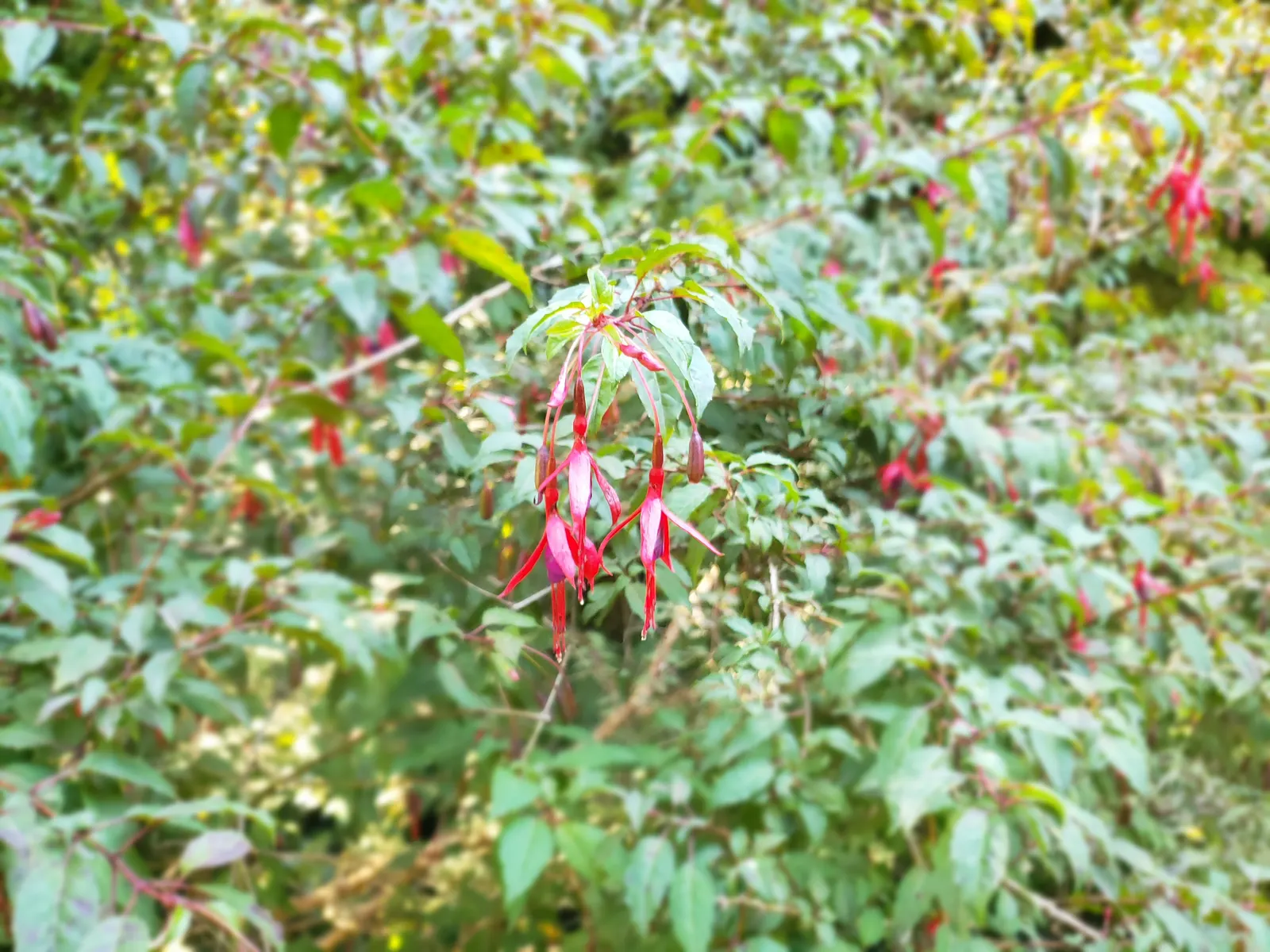 Hardy Fuchsia (Fuchsia Magellanica) — Ideally, it should be planted in rich, moist, well-drained soil; it reaches 4-10 feet in height with a spread of 4-5 feet