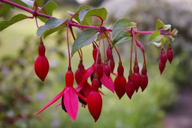 Hardy Fuchsia (Fuchsia Magellanica) — perennial / shrub for half or shade; hardy Fuchsia makes for a captivating addition to any garden design, image 81
