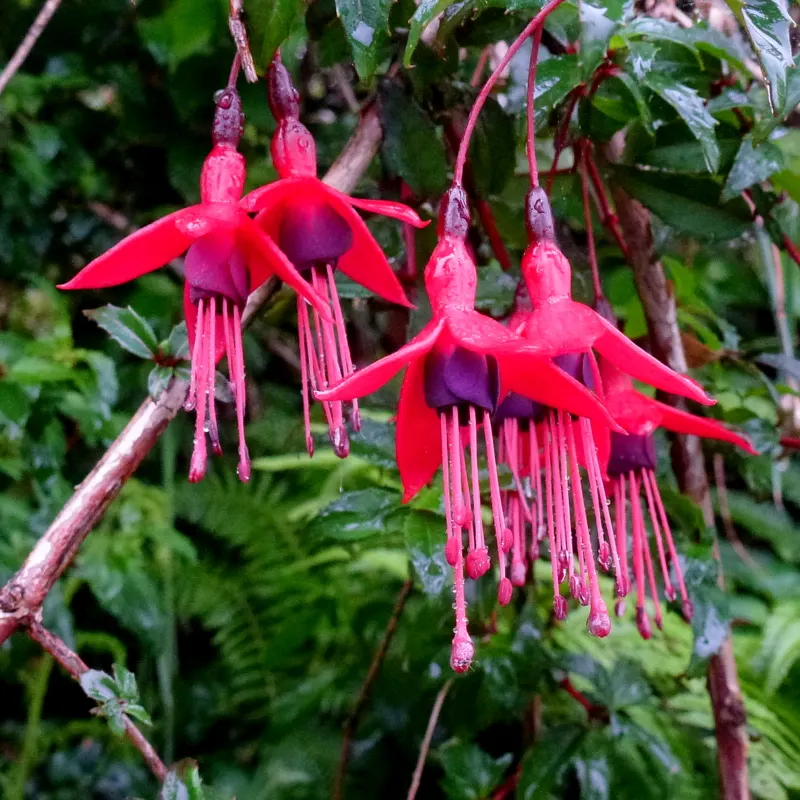 Hardy Fuchsia (Fuchsia Magellanica) — showing notable cold hardiness.<br><br>The plant exhibits slender
