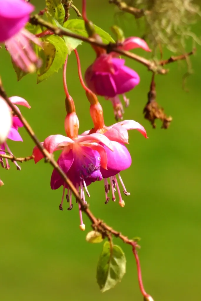 Hardy Fuchsia (Fuchsia Magellanica) — pendulous flowers that enliven gardens from mid-summer through fall; ideally, it should be planted in rich, image 92