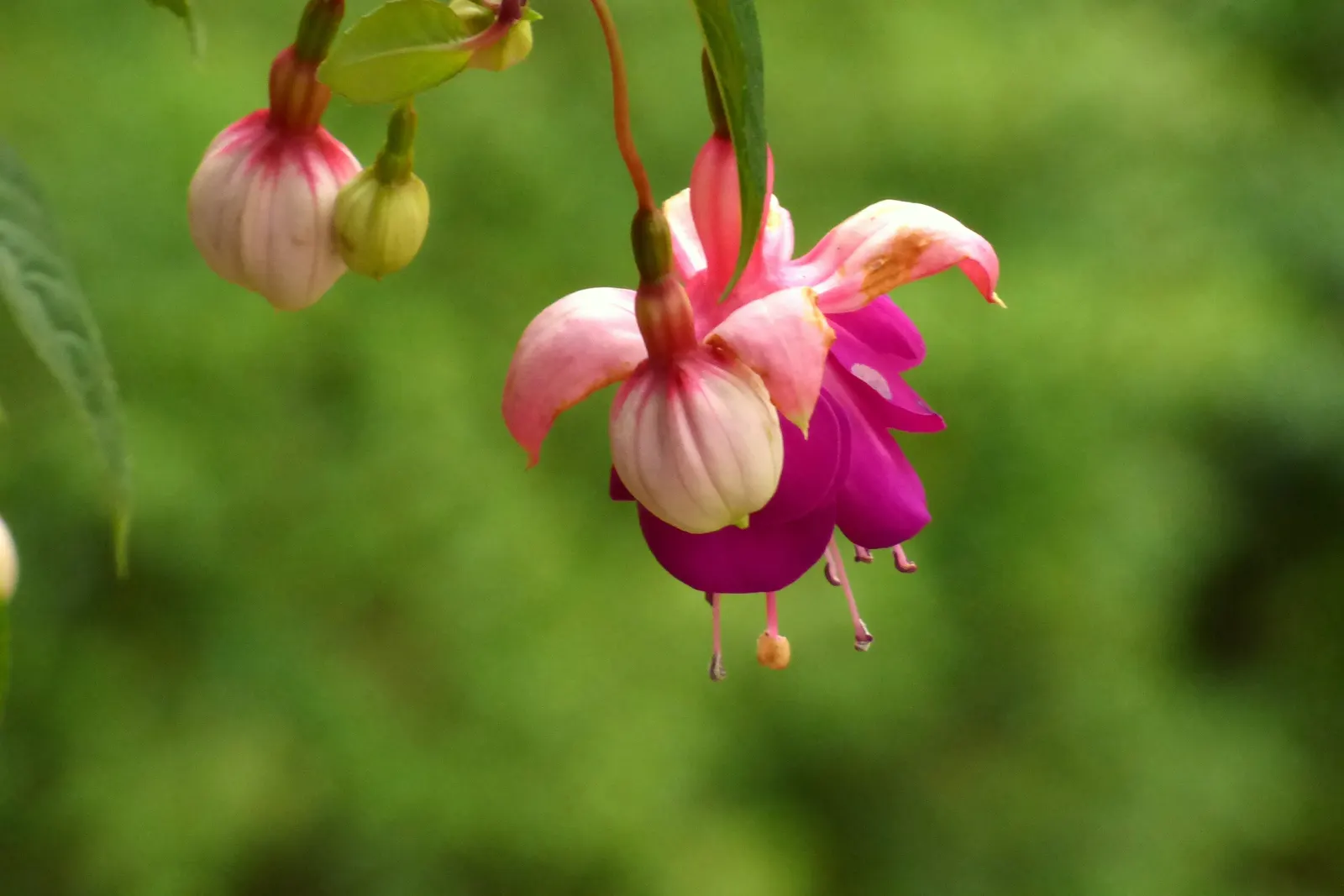 Hardy Fuchsia (Fuchsia Magellanica) — It reaches 4-10 feet in height with a spread of 4-5 feet; pendulous flowers that enliven gardens from mid-summer through