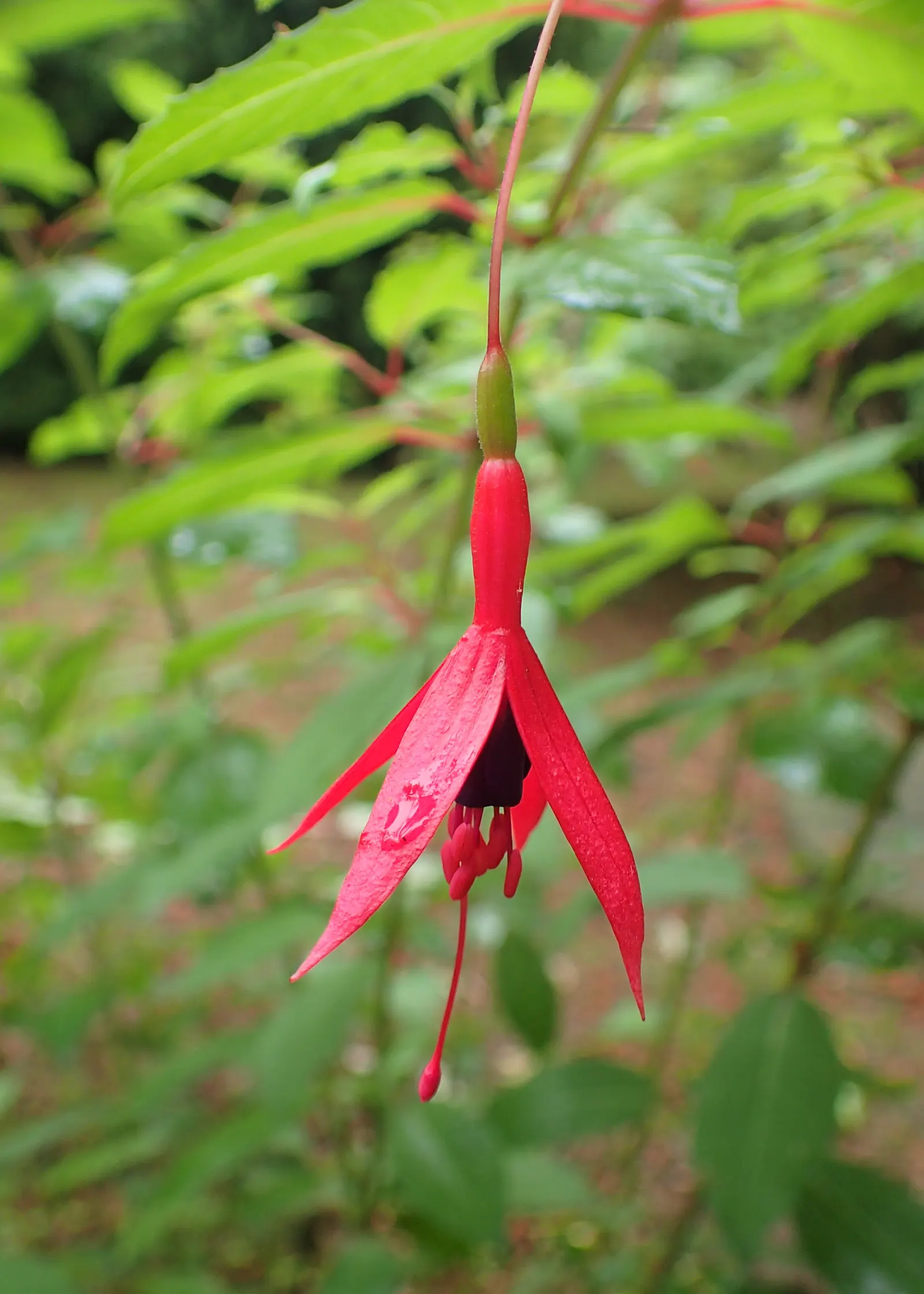Hardy Fuchsia (Fuchsia Magellanica) — arching branches with small lance-shaped leaves that are approximately 1 to 3 inches in length; this plant attracts