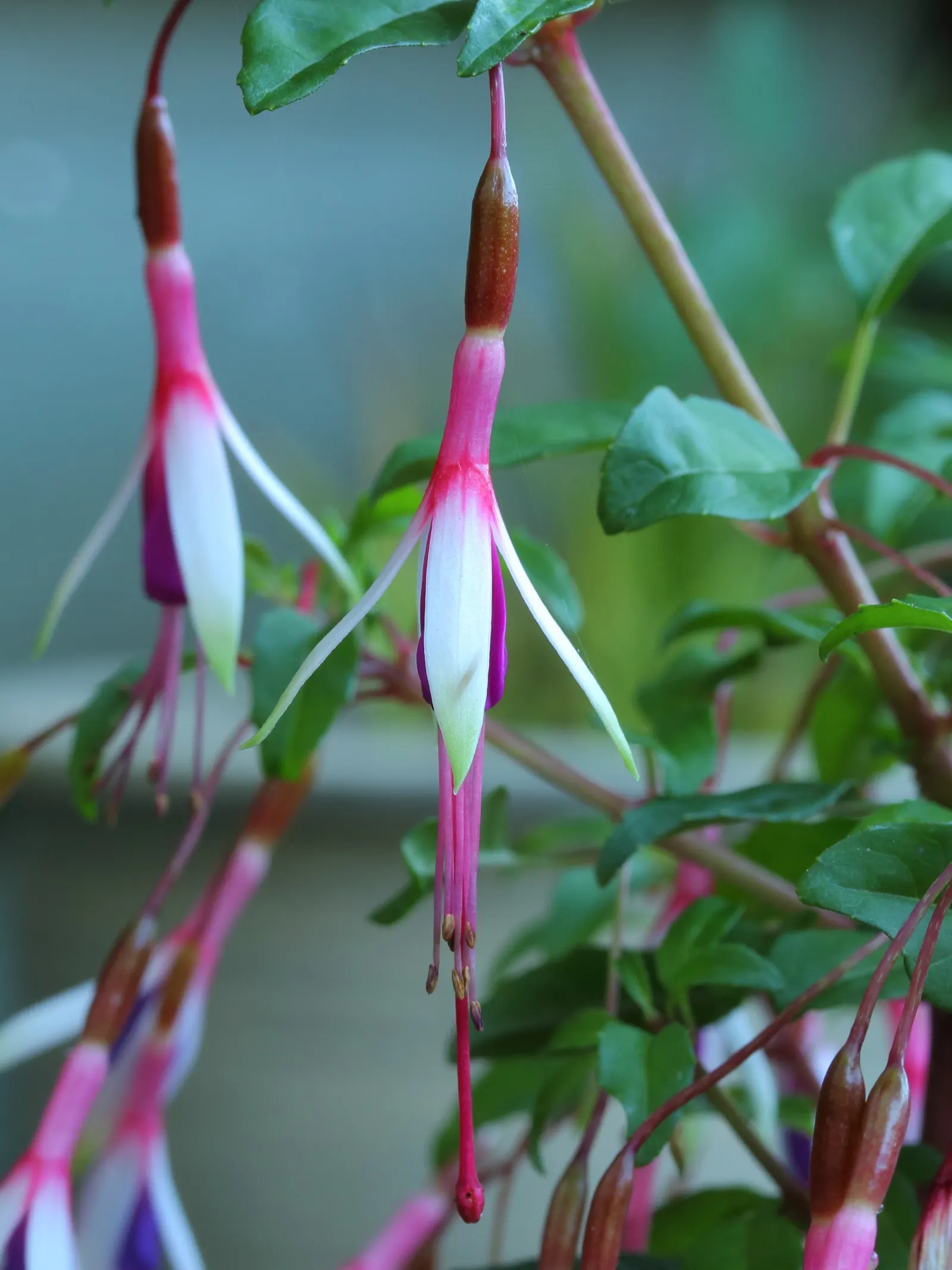 Hardy Fuchsia (Fuchsia Magellanica) — Hardy Fuchsia prefers a location with partial shade; arching branches with small lance-shaped leaves that are, image 72