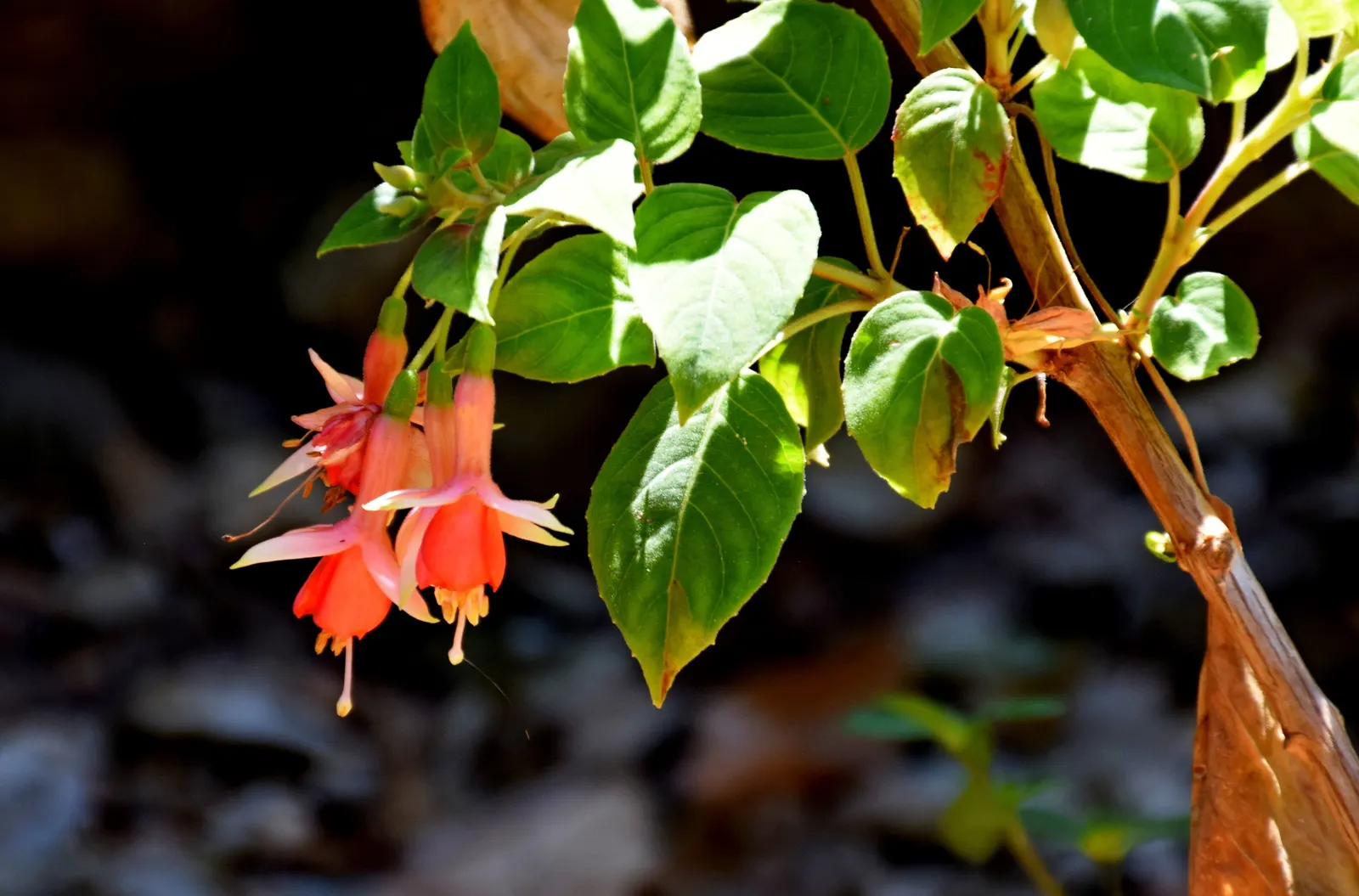 Hardy Fuchsia (Fuchsia Magellanica) — It reaches 4-10 feet in height with a spread of 4-5 feet; pendulous flowers that enliven gardens from, image 56