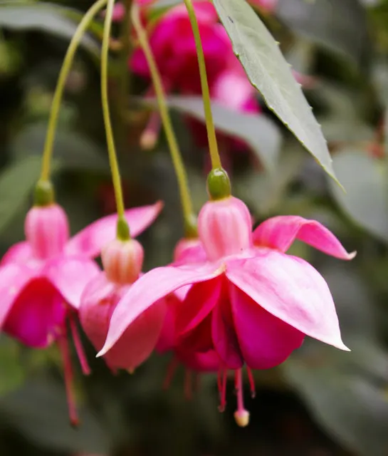 Hardy Fuchsia (Fuchsia Magellanica) — It reaches 4-10 feet in height with a spread of 4-5 feet