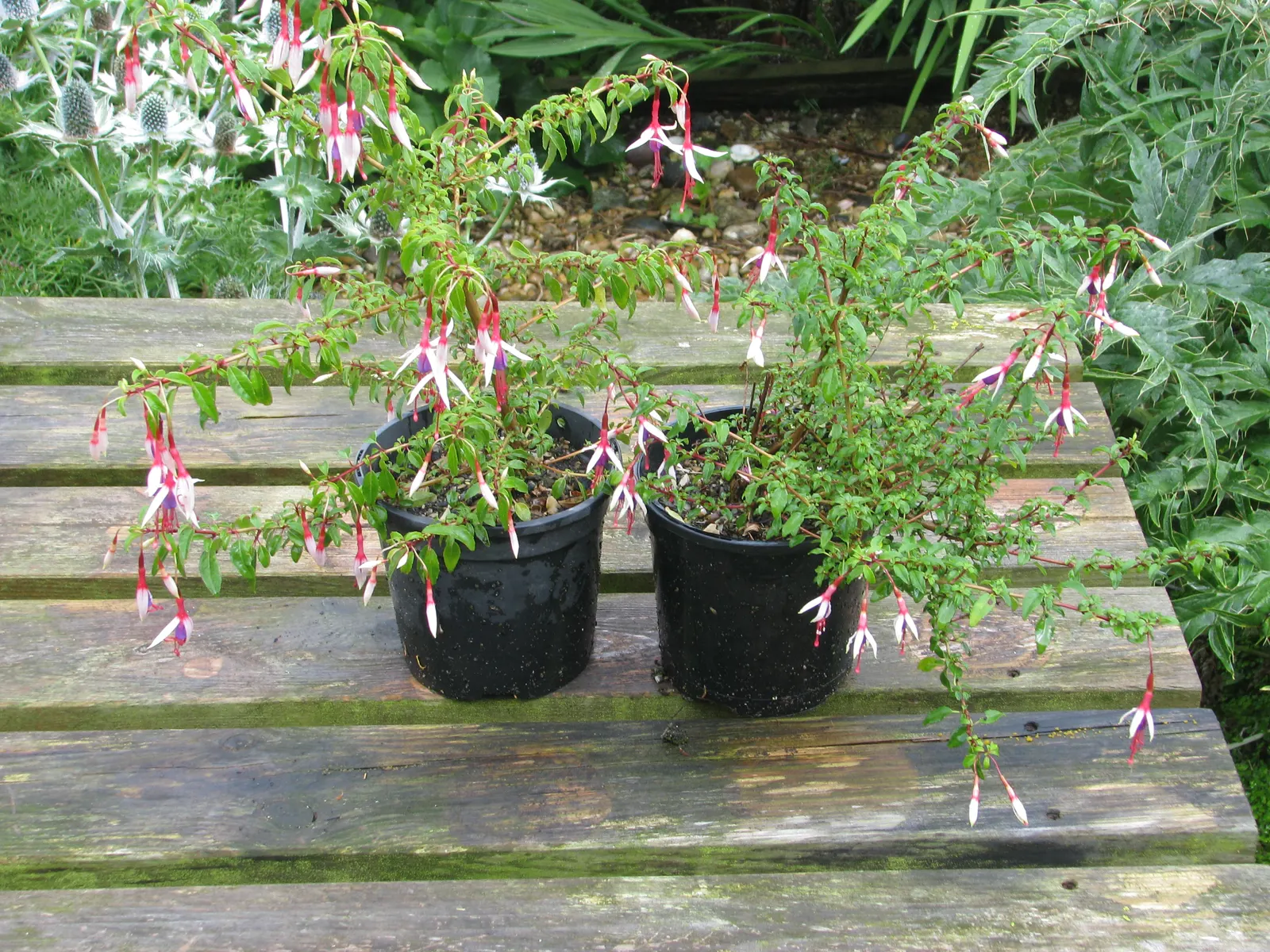 Hardy Fuchsia (Fuchsia Magellanica) — With its showy flowers and versatility in the landscape