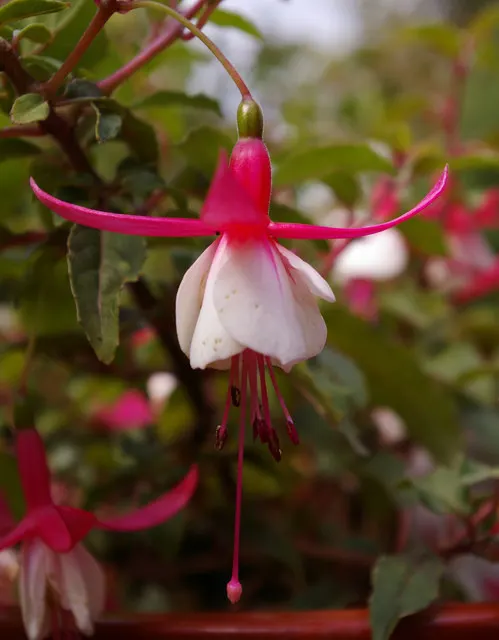 Hardy Fuchsia (Fuchsia Magellanica) — elongated sepals that bleed into bell-shaped; commonly referred to as Hardy Fuchsia, image 71