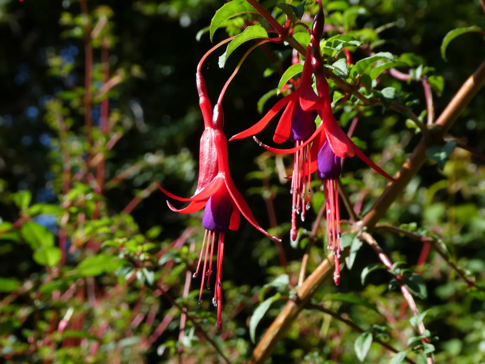 Hardy Fuchsia (Fuchsia Magellanica) — perennial / shrub for half or shade