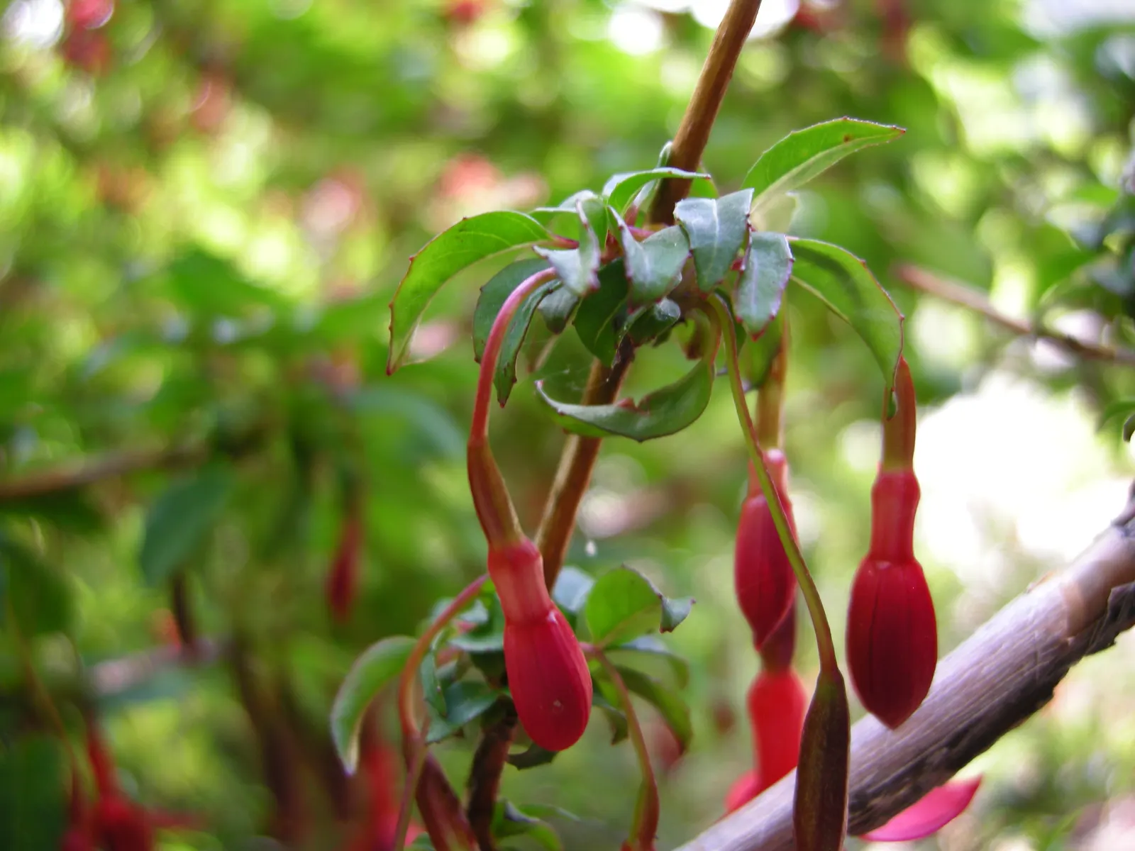 Hardy Fuchsia (Fuchsia Magellanica) — With its showy flowers and versatility in the landscape, image 77