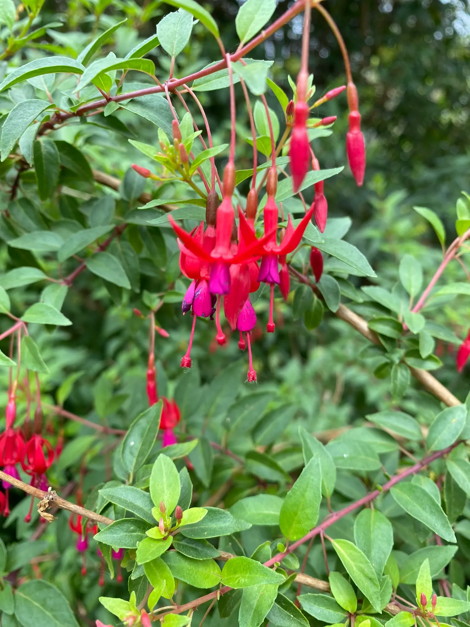 Hardy Fuchsia (Fuchsia Magellanica) — is a robust deciduous shrub; ideal for borders or as an accent plant
