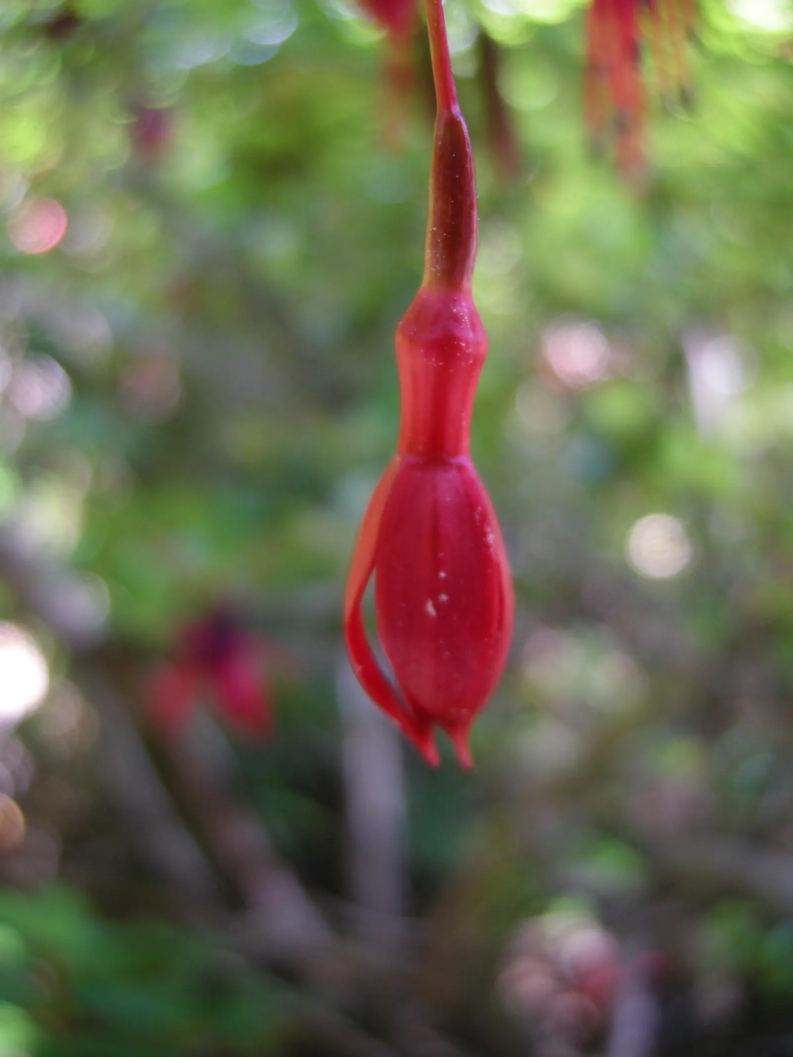 Hardy Fuchsia (Fuchsia Magellanica) — The Hardy Fuchsia (Fuchsia magellanica) is a resilient, deciduous shrub, flourishing in zones 6-9; bloom, image 55