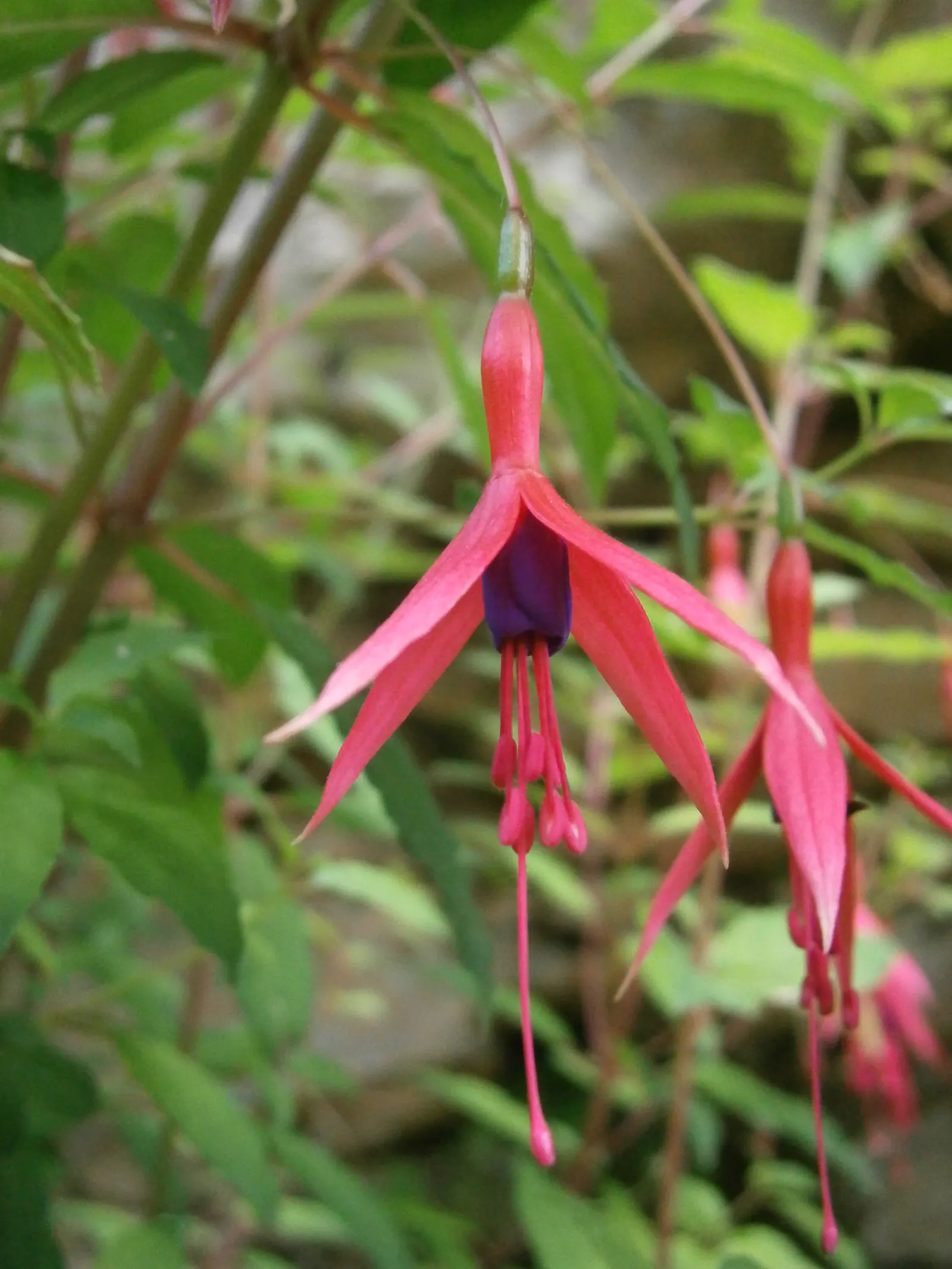 Hardy Fuchsia (Fuchsia Magellanica) — commonly referred to as Hardy Fuchsia