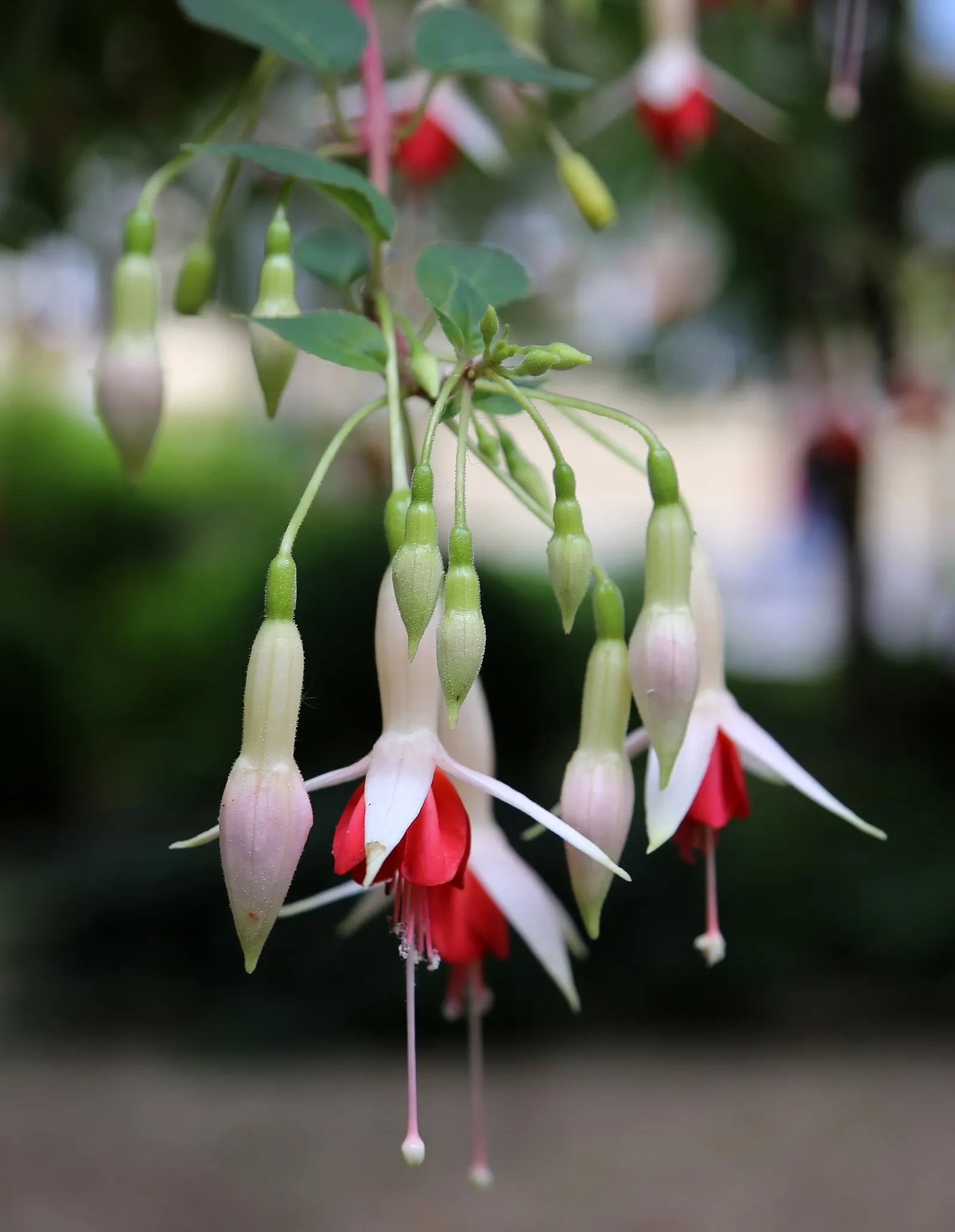 Hardy Fuchsia (Fuchsia Magellanica) — Ideal for borders or as an accent plant
